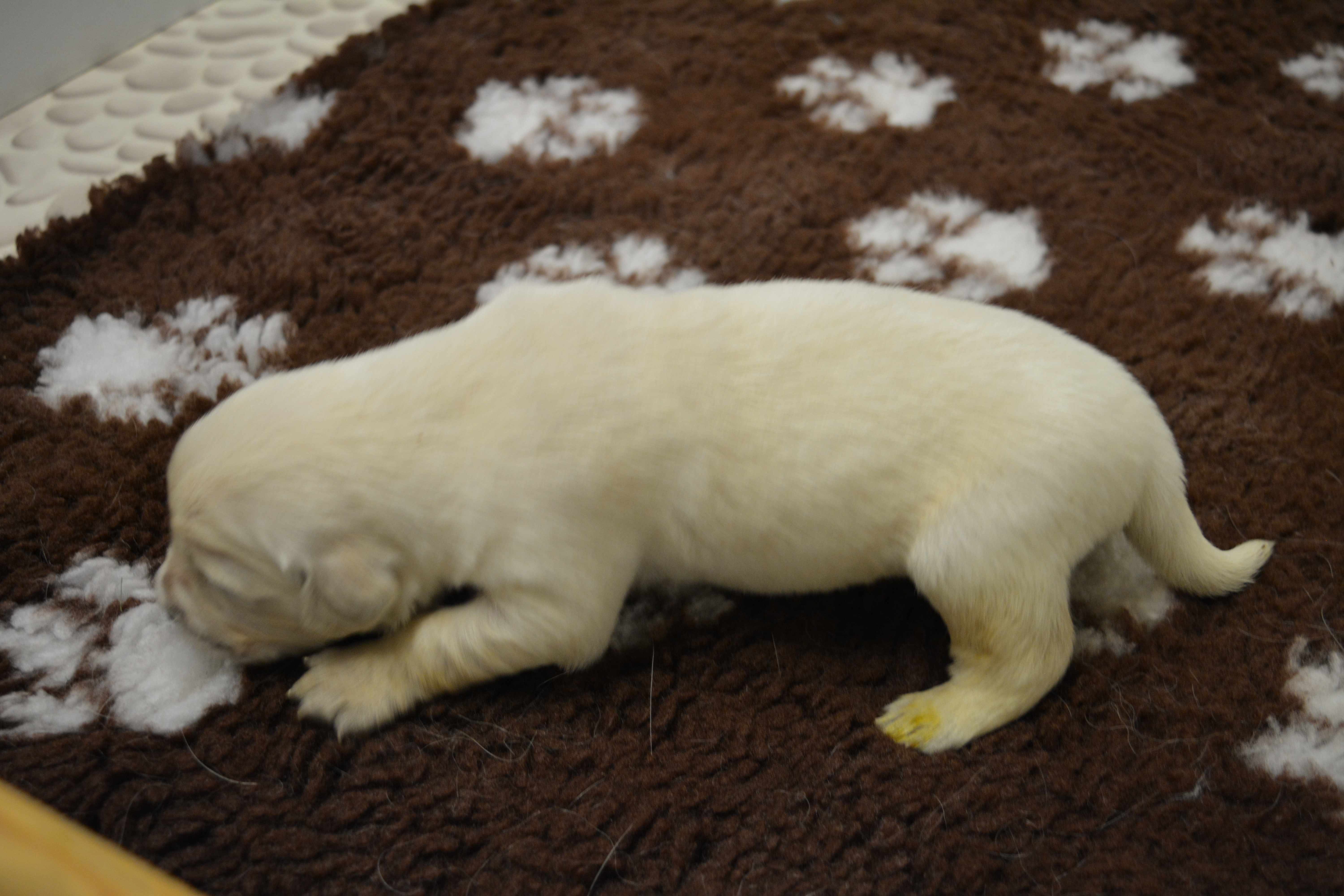 Les chiots à 16 jours