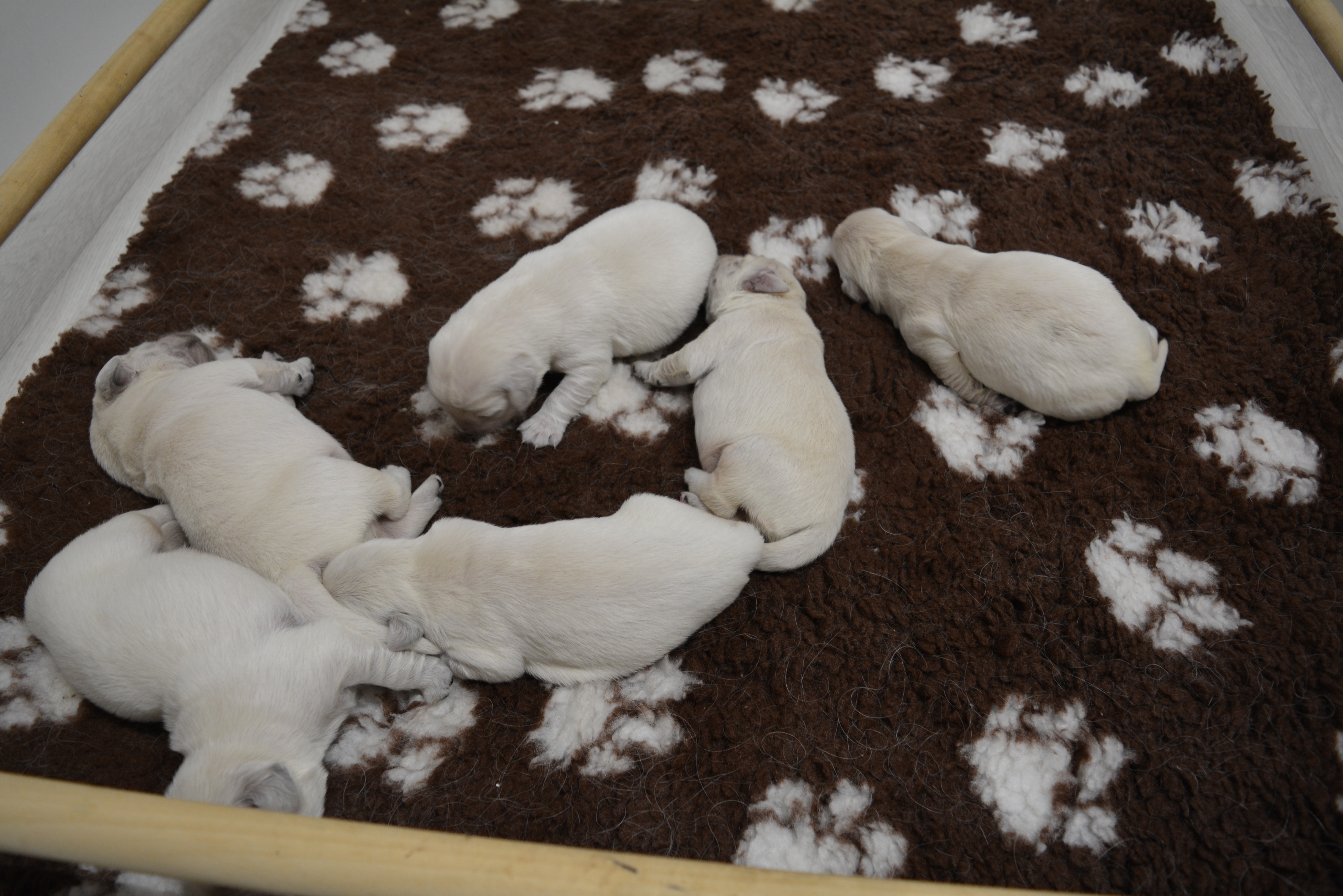 Les chiots à 6 jours