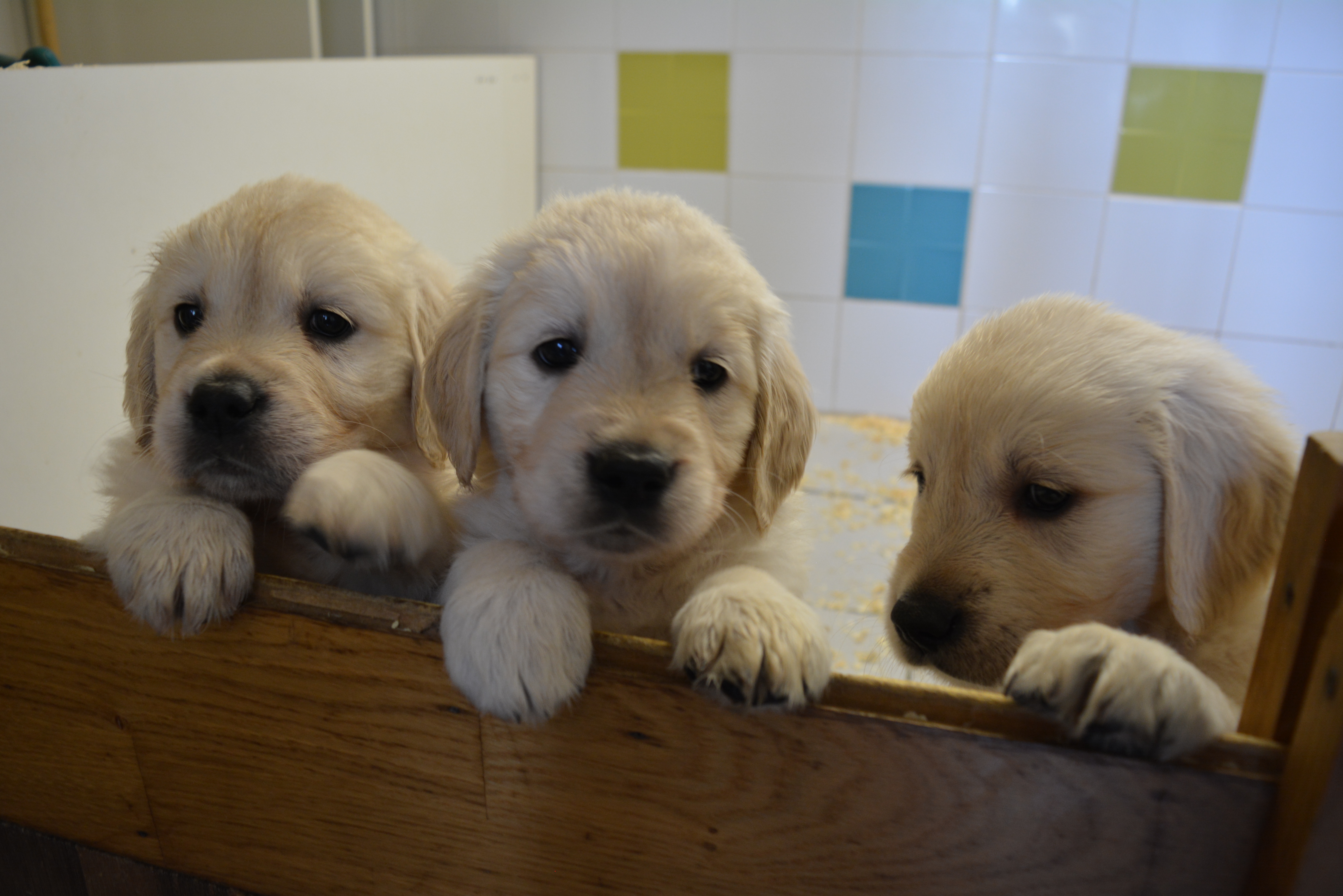 Les chiots à 46 jours
