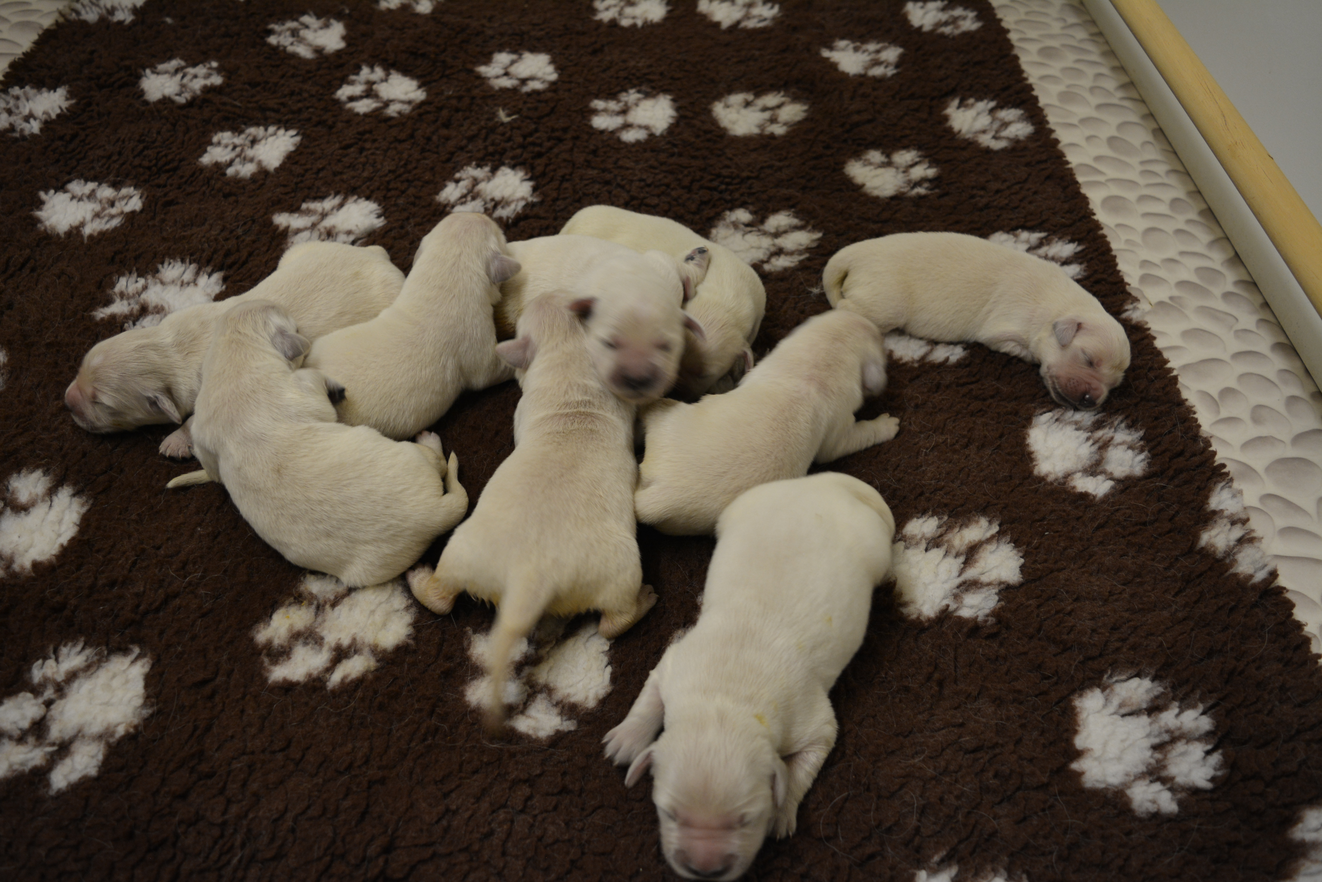 Les chiots à 4 jours