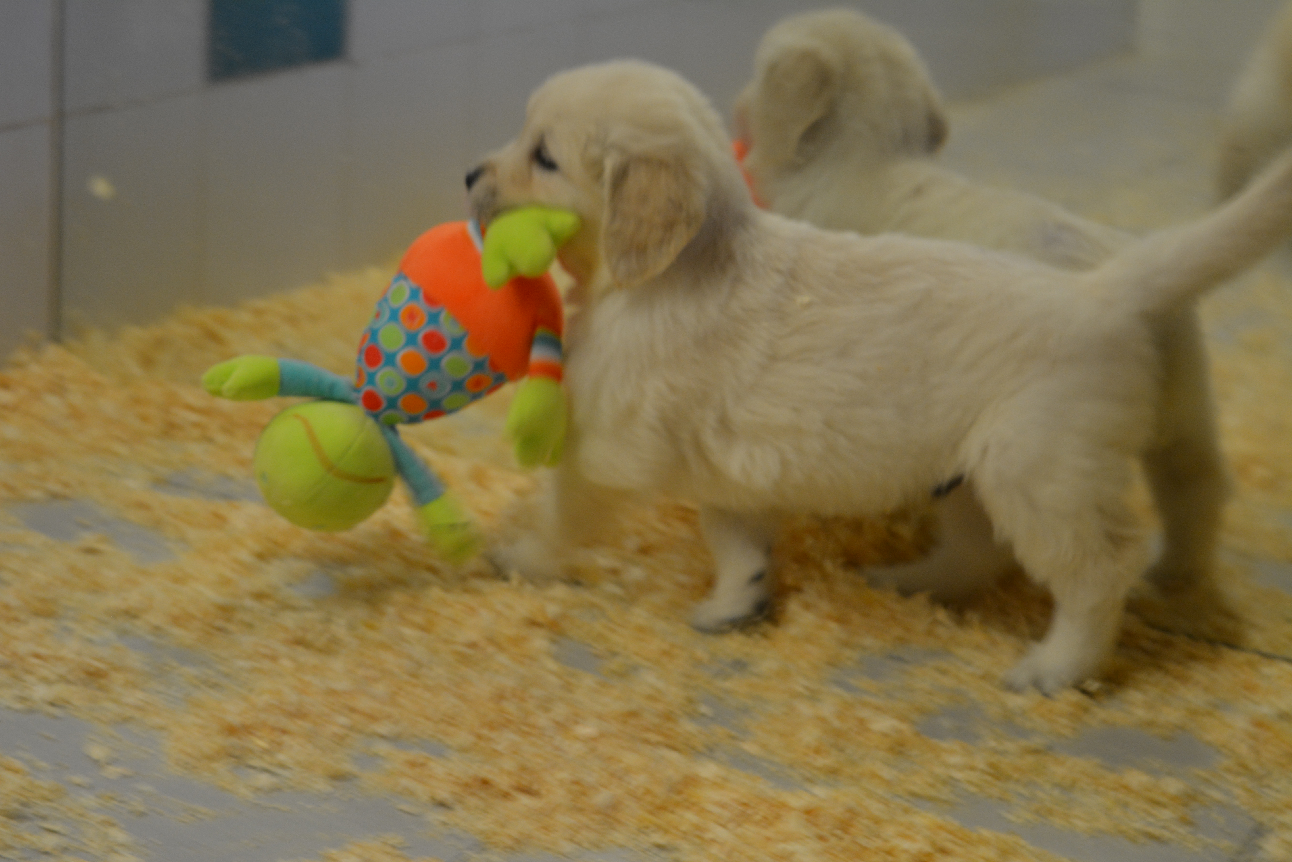 Les chiots à 44 jours