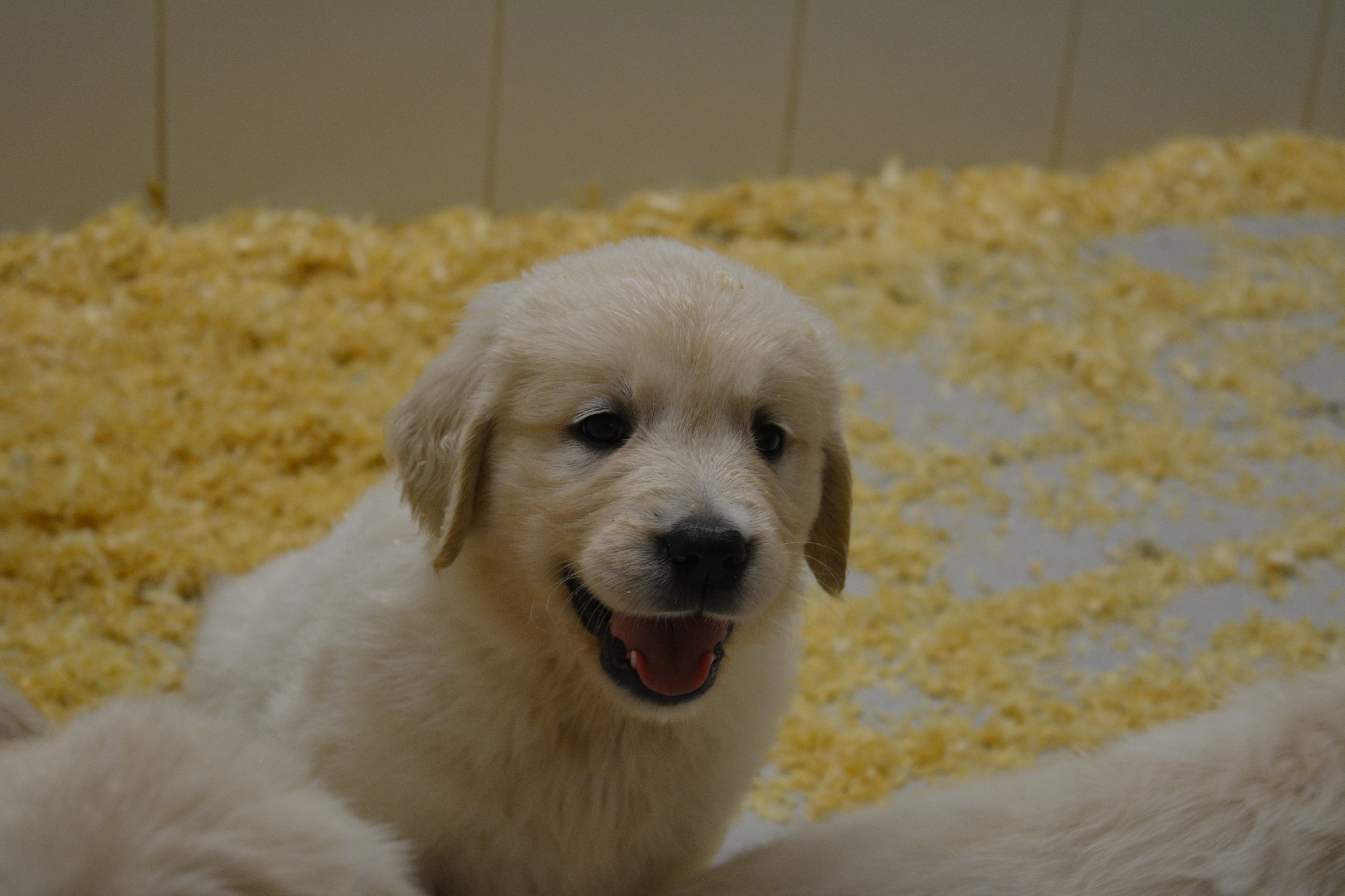 Les chiots à 6 semaines