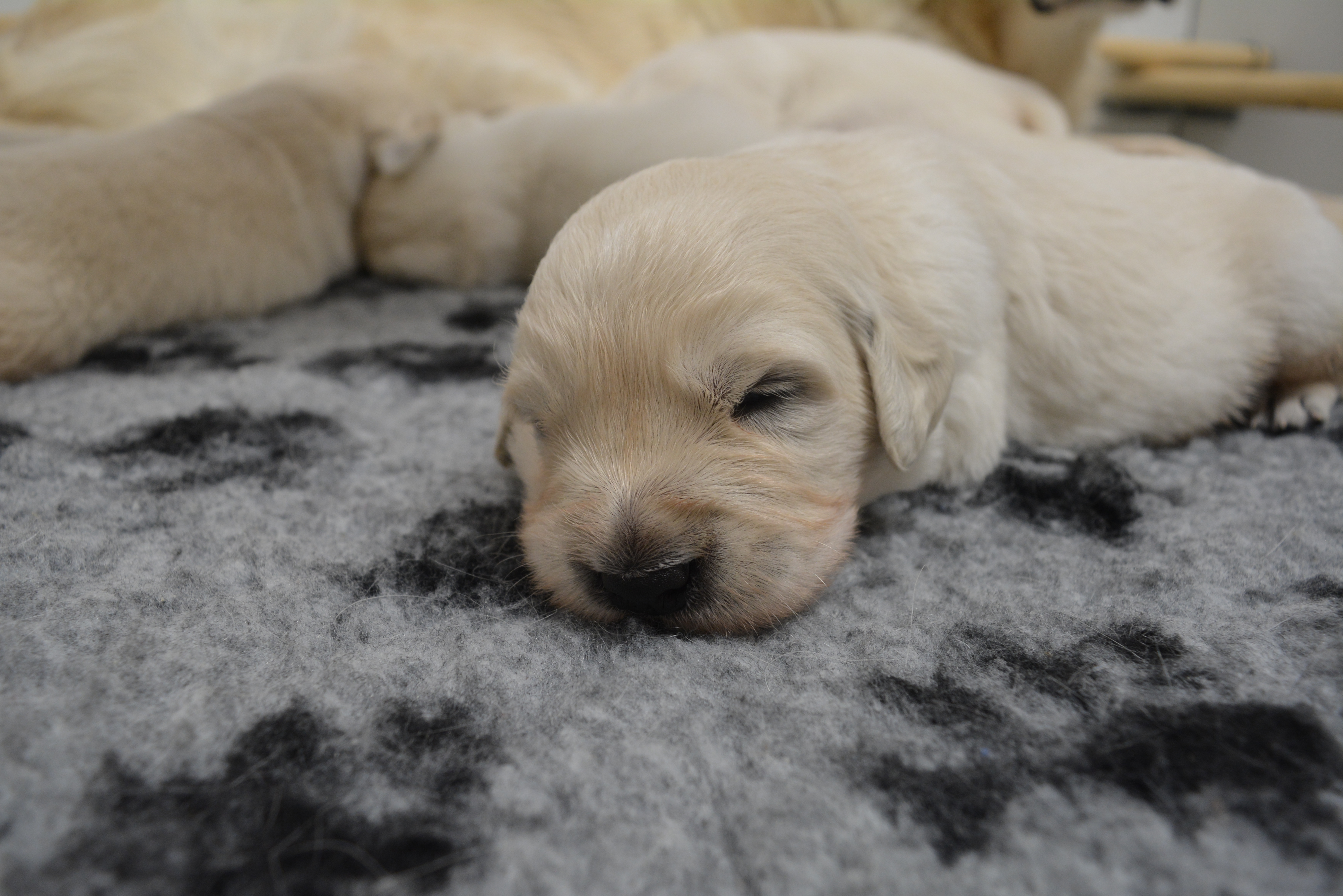 Les chiots à 16 jours