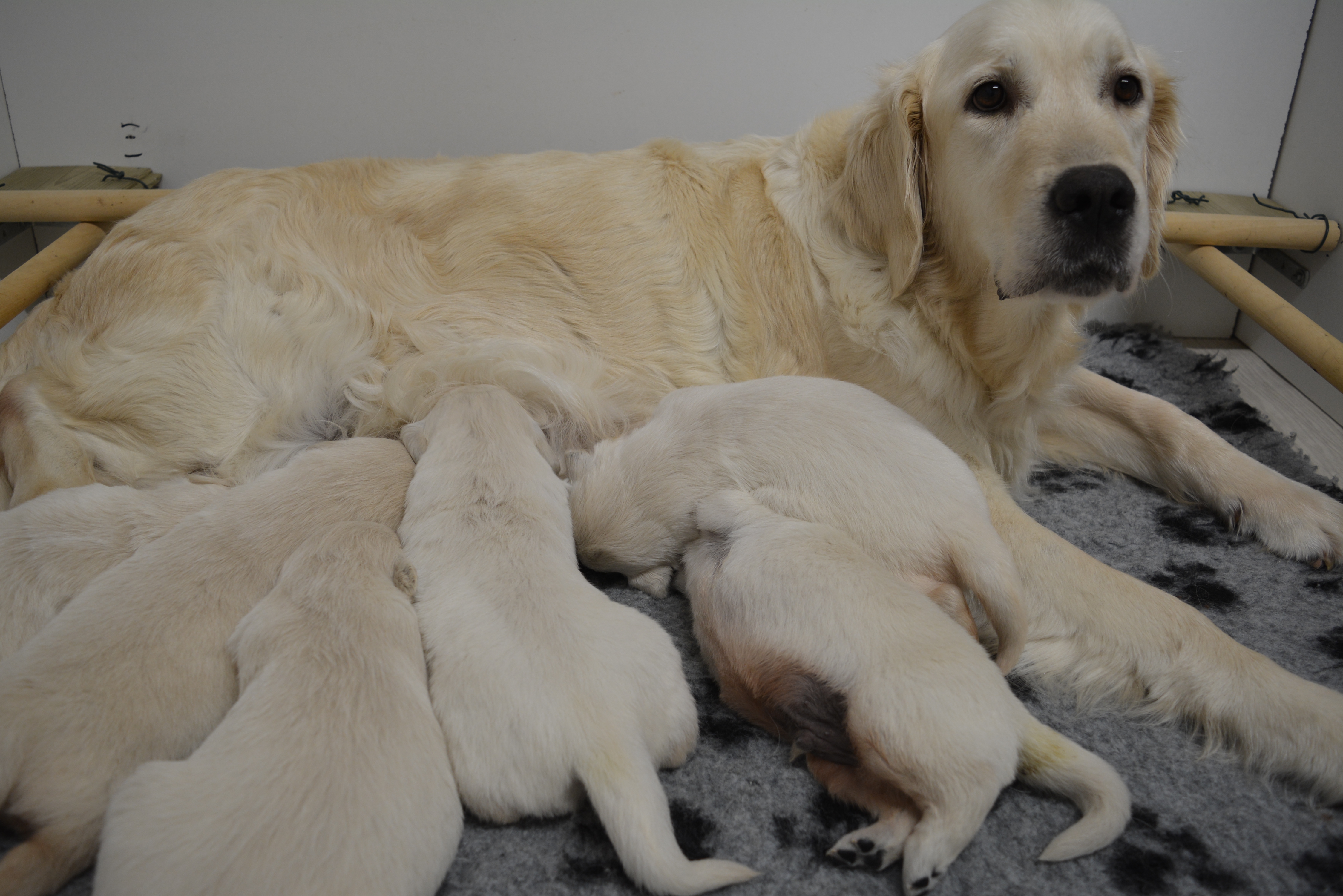 Les chiots à 16 jours