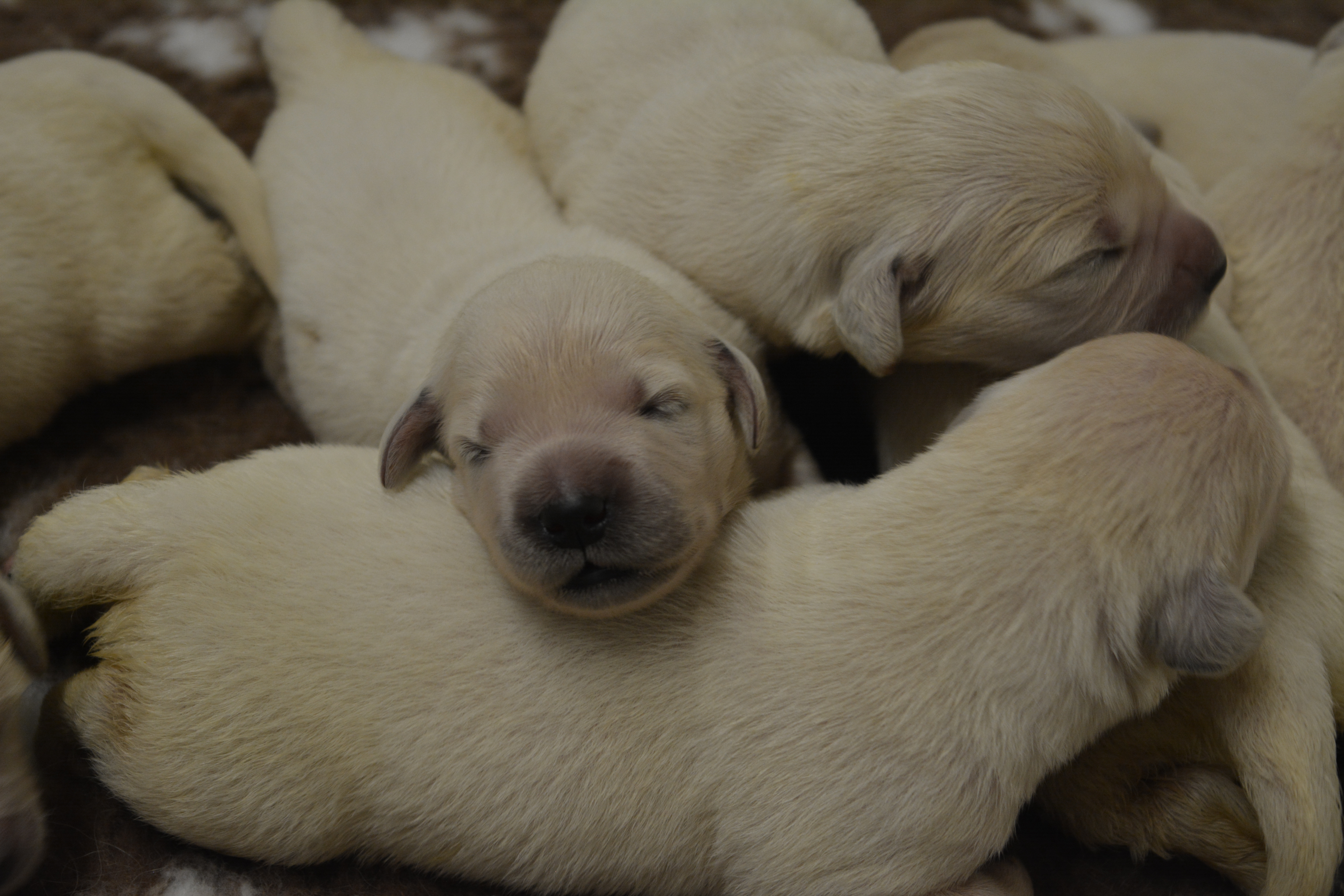 Les chiots à 5 jours
