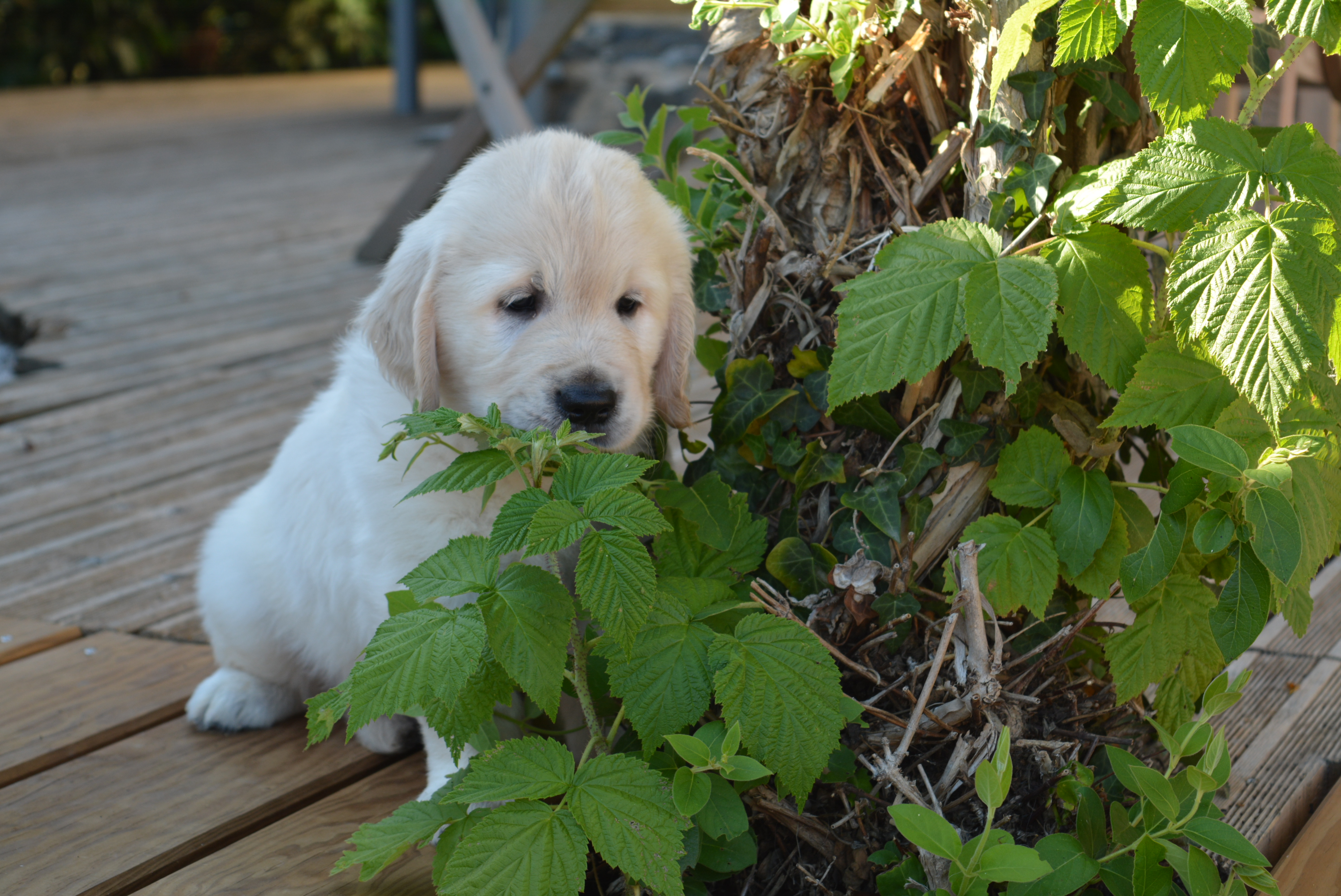 Les chiots à 45 jours