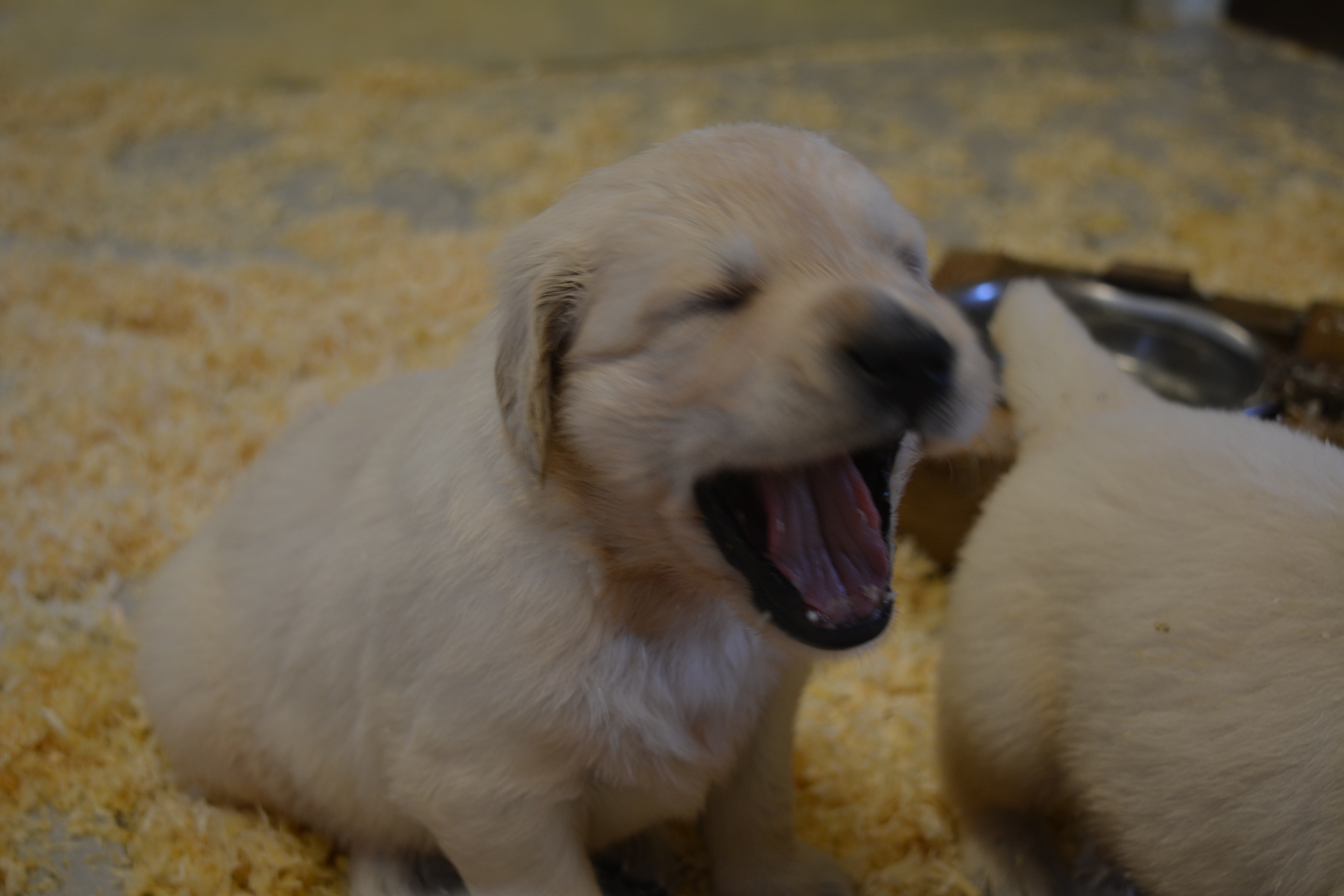 Les chiots à 27 jours