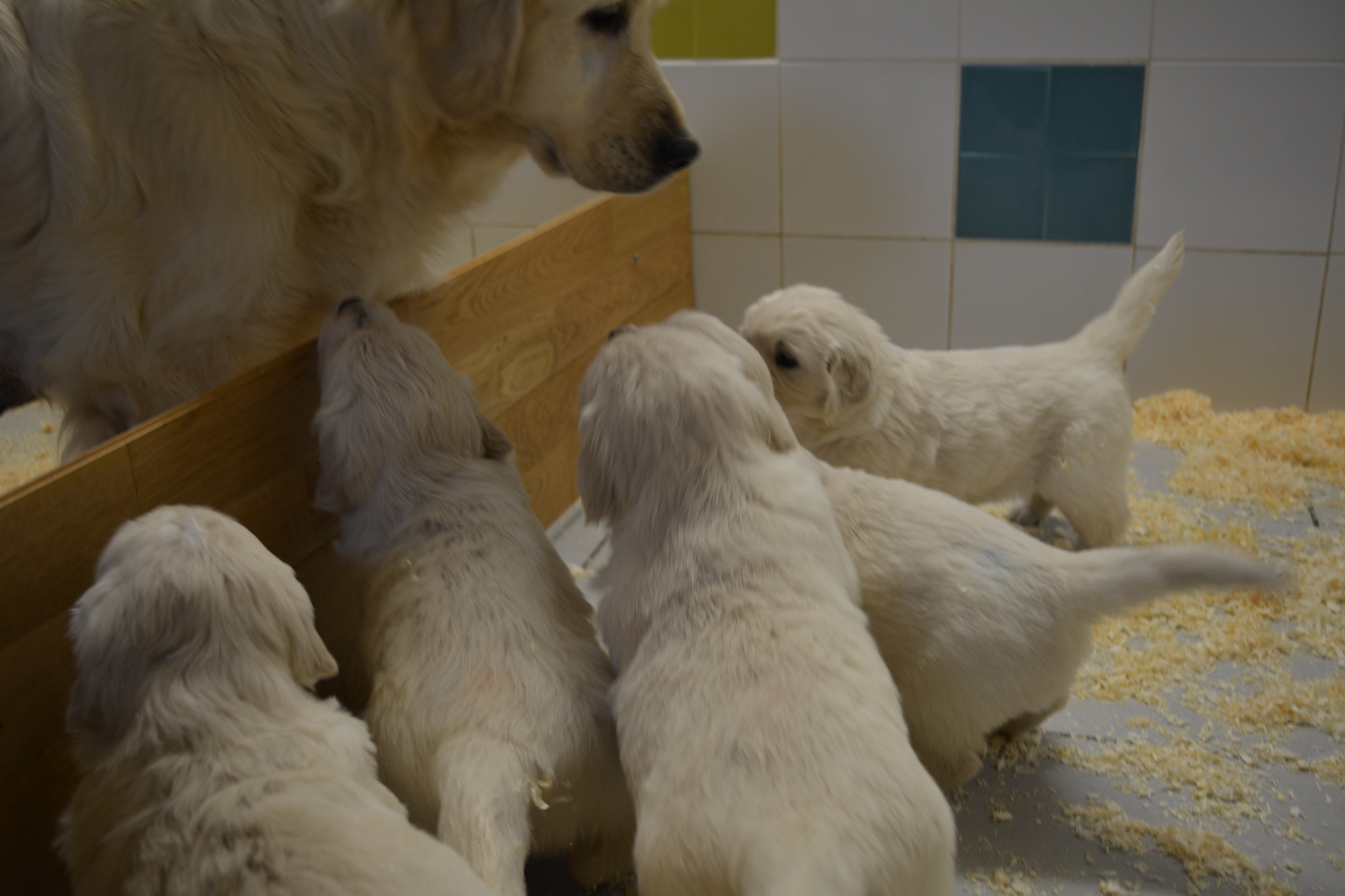Les chiots à 4 semaines