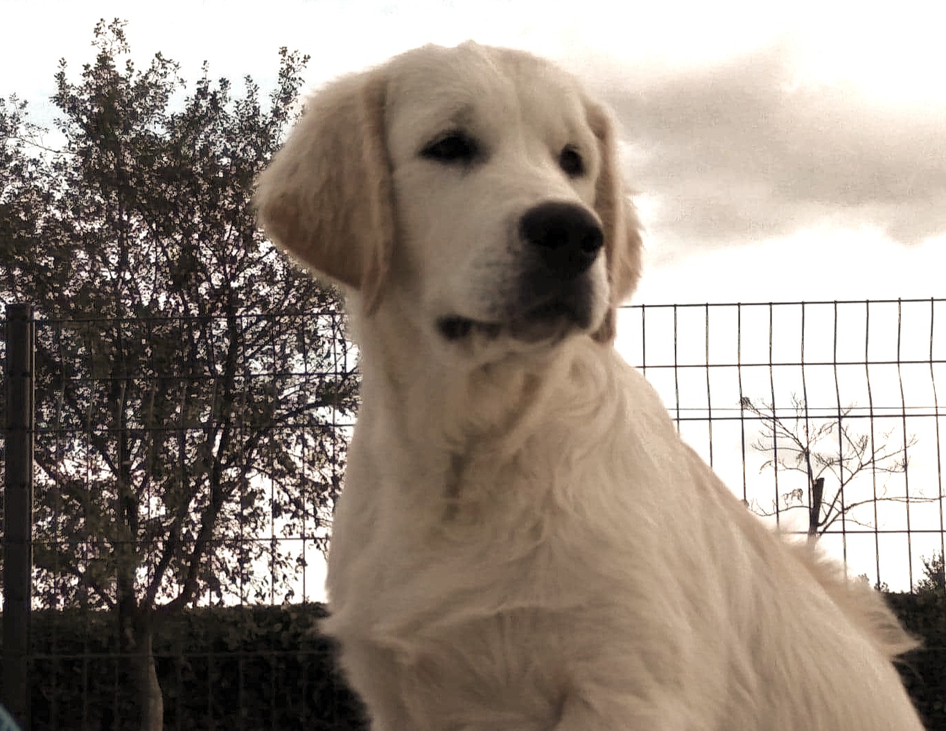 Golden Retriever 53 Haut Flecheray Mayenne Pays De La Loire