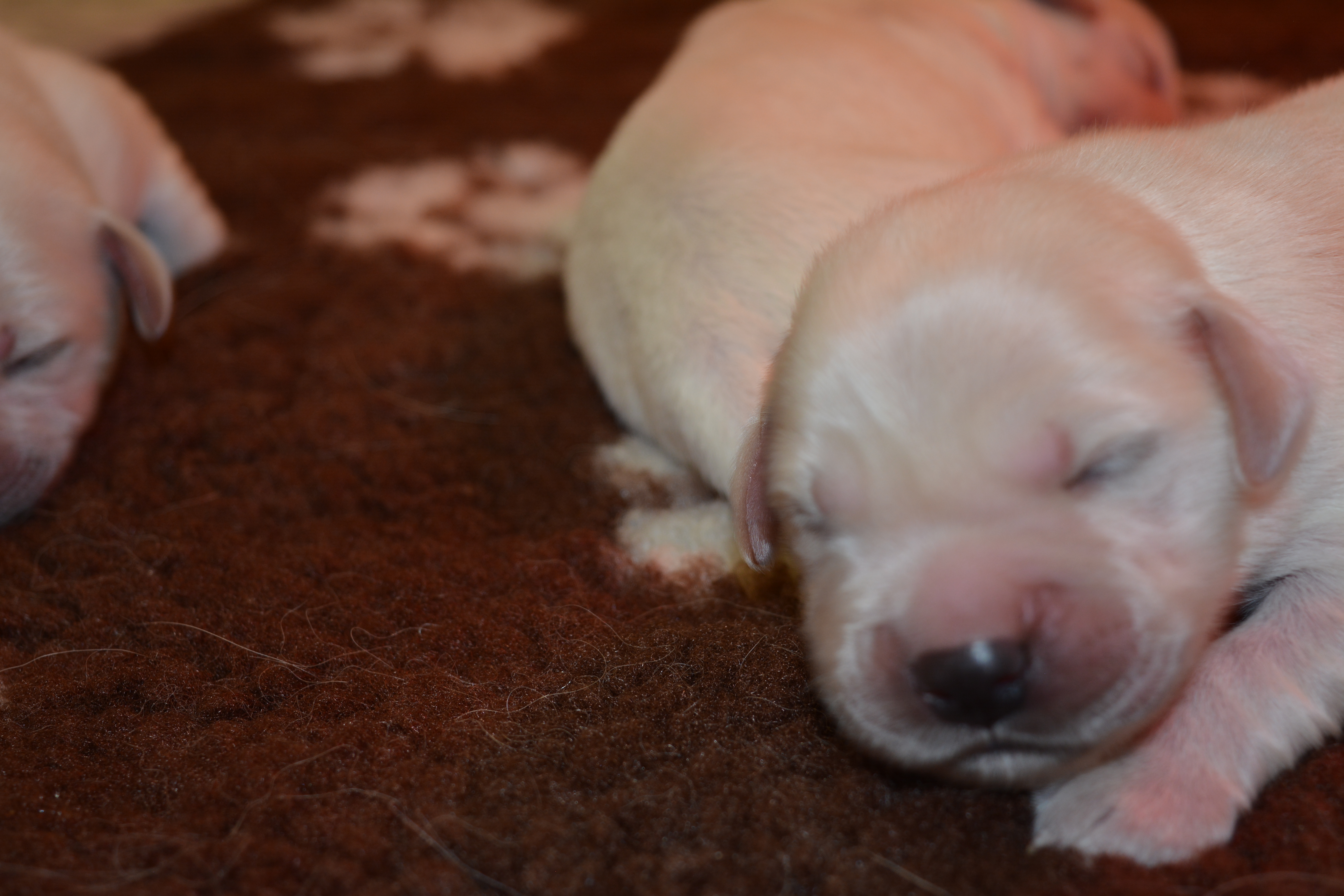 Les chiots à 5 jours