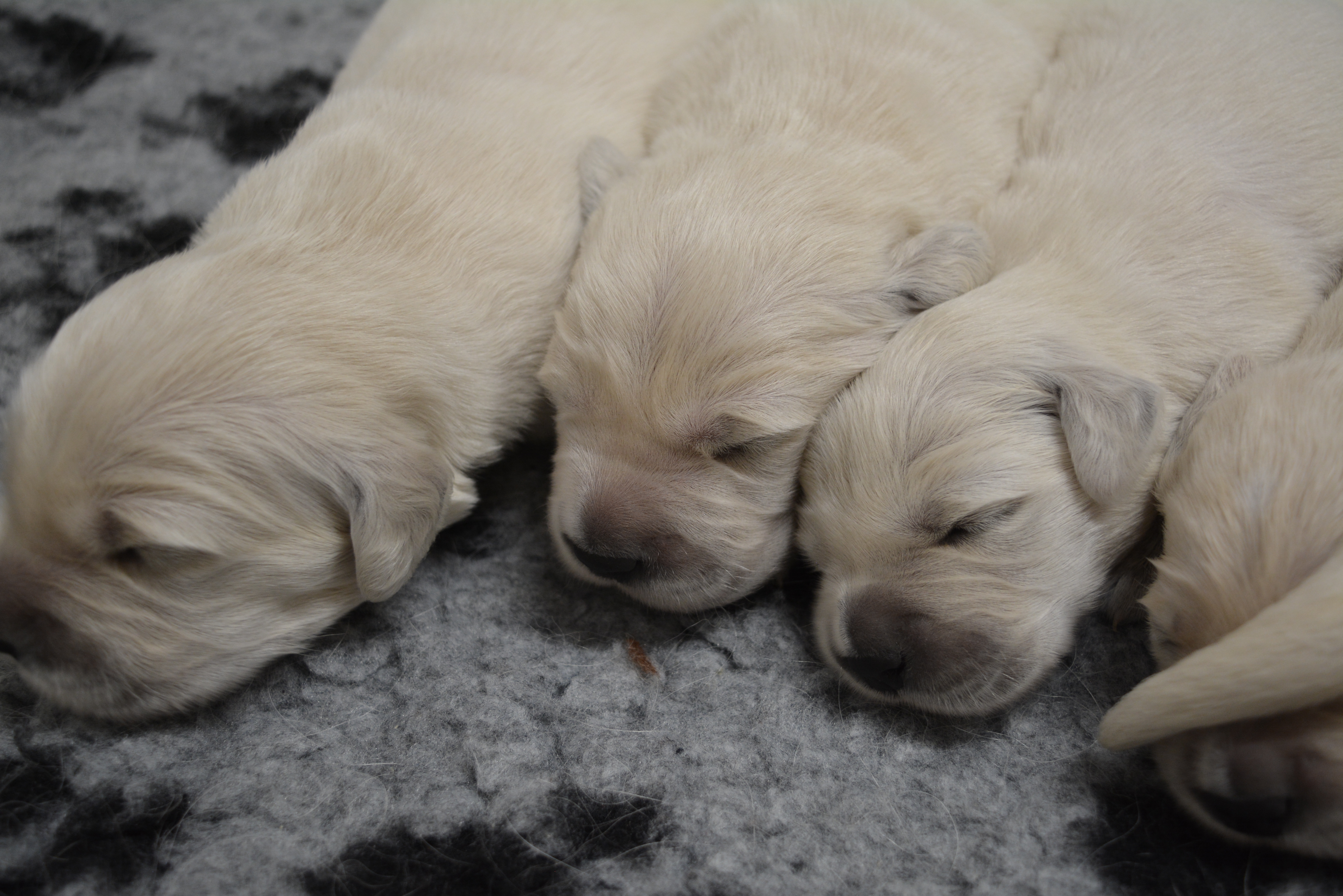 Les chiots à 10 jours