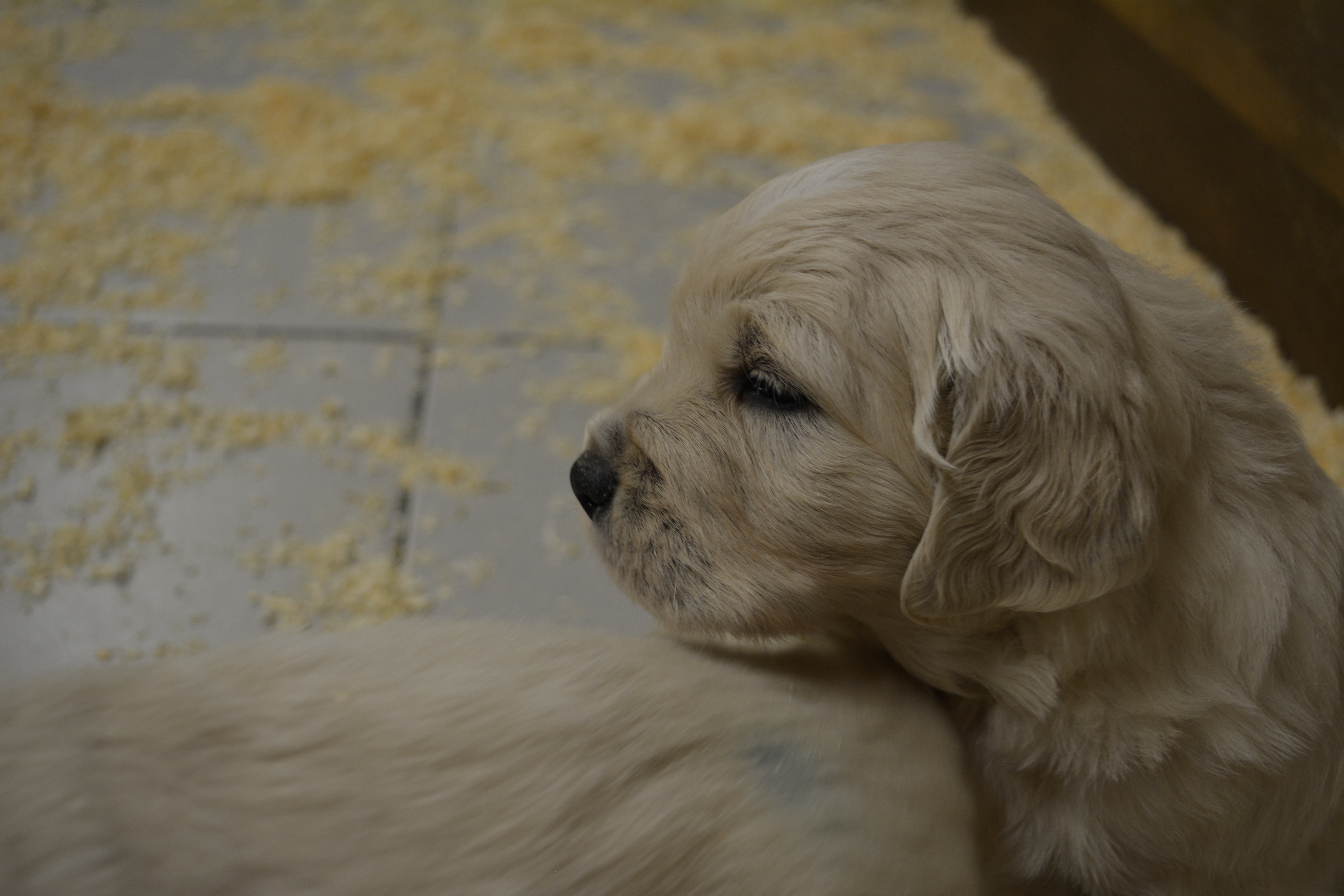 Les chiots à 4 semaines