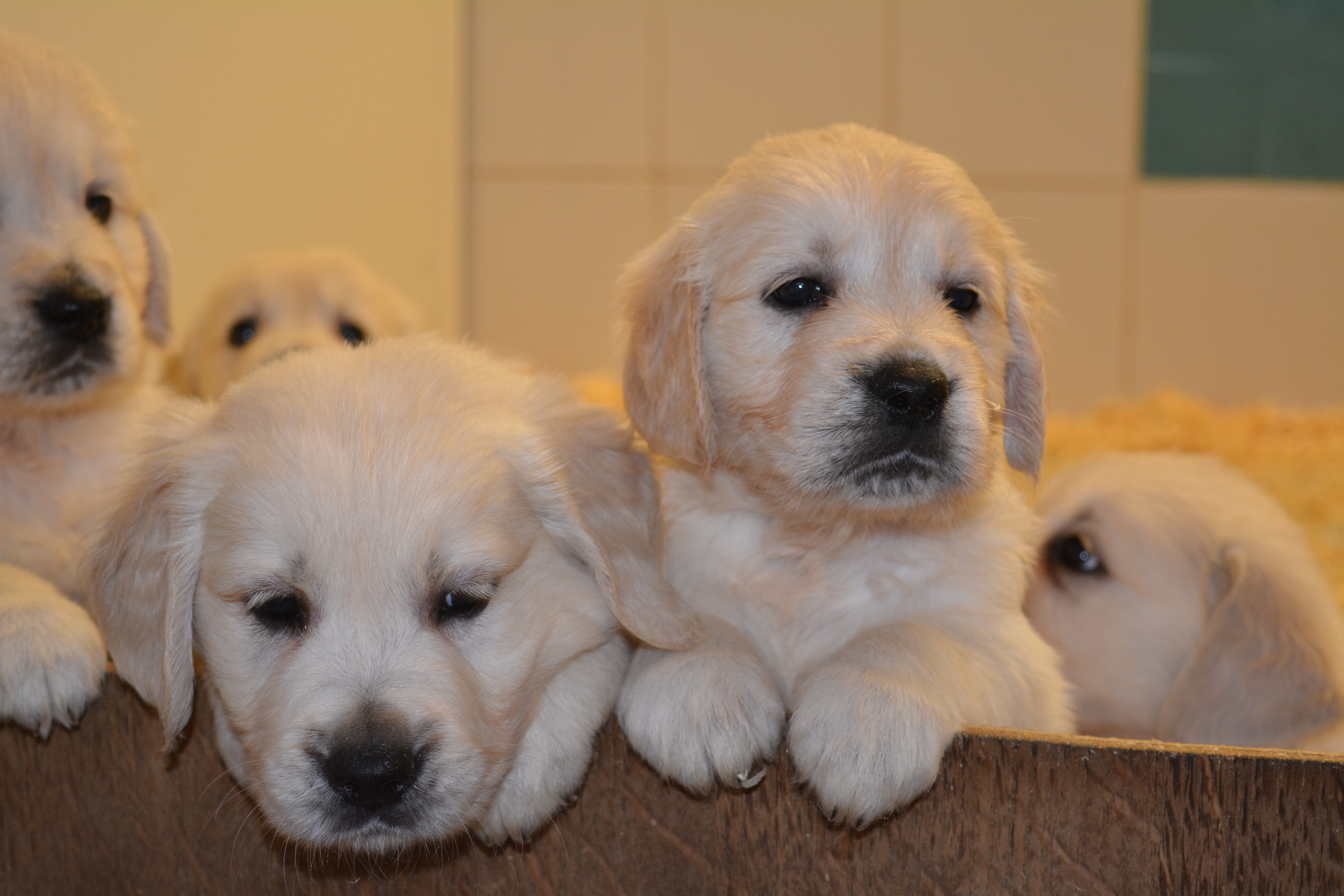 Les chiots à 44 jours