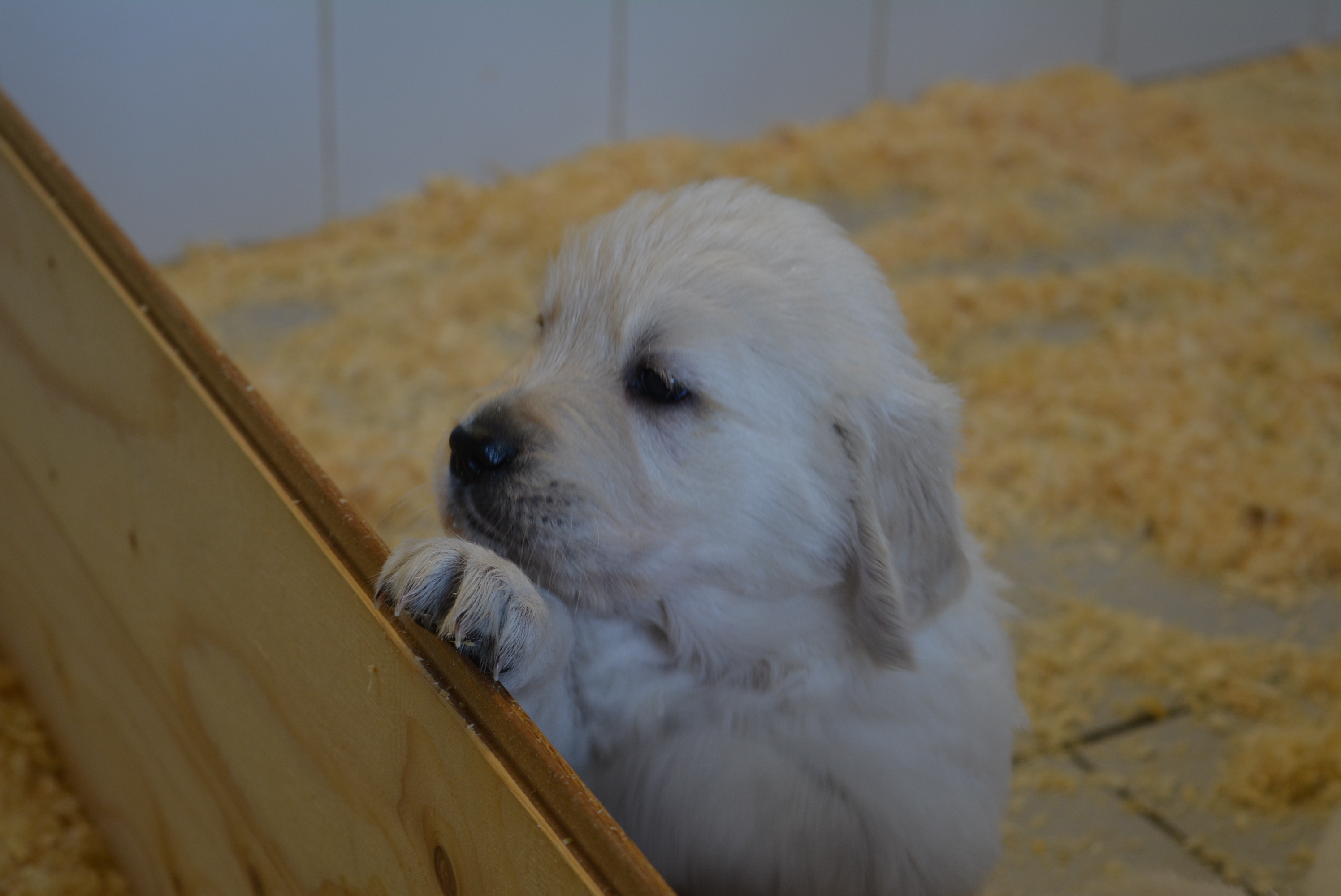Les chiots à 5 semaines