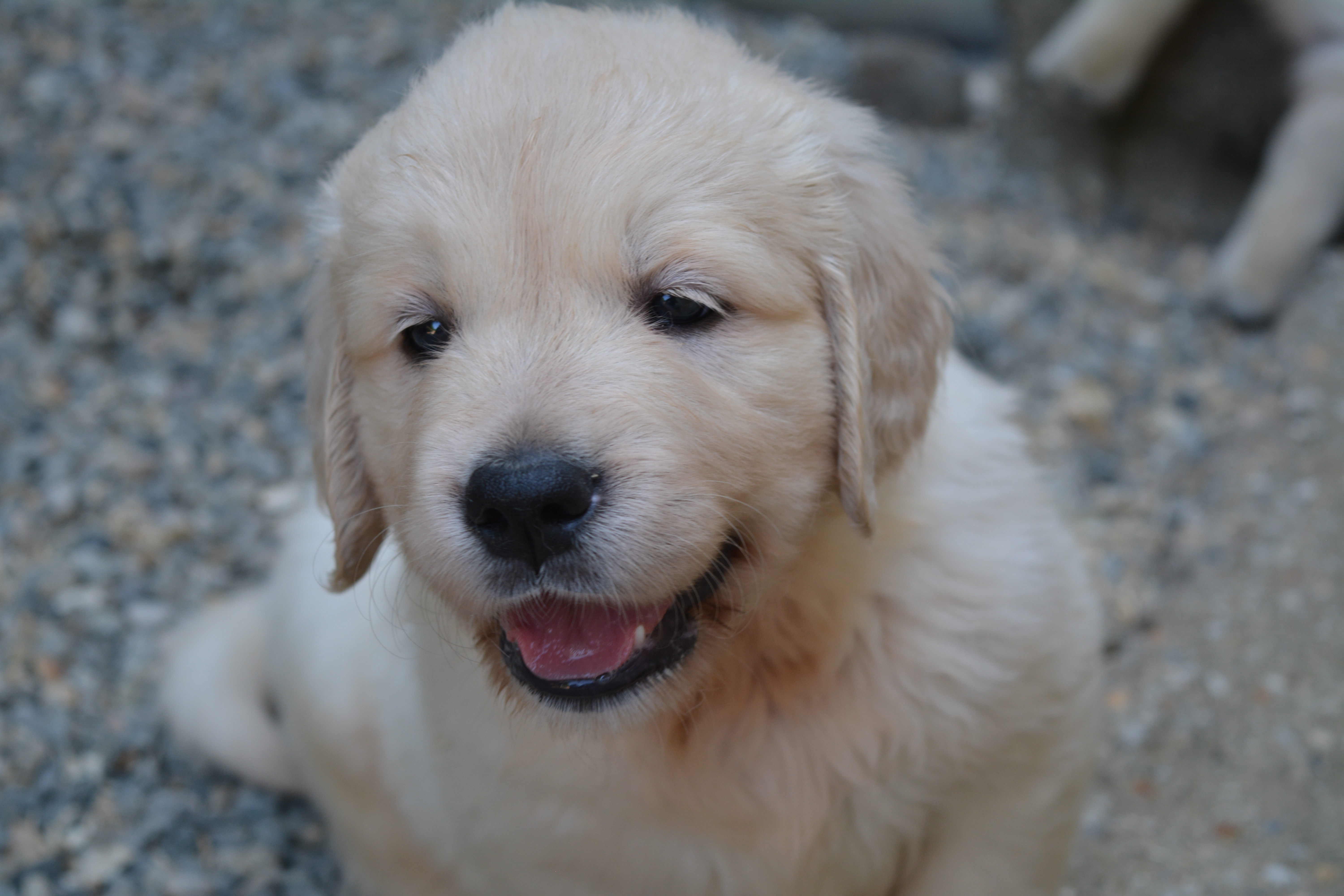 Les chiots à 41 jours