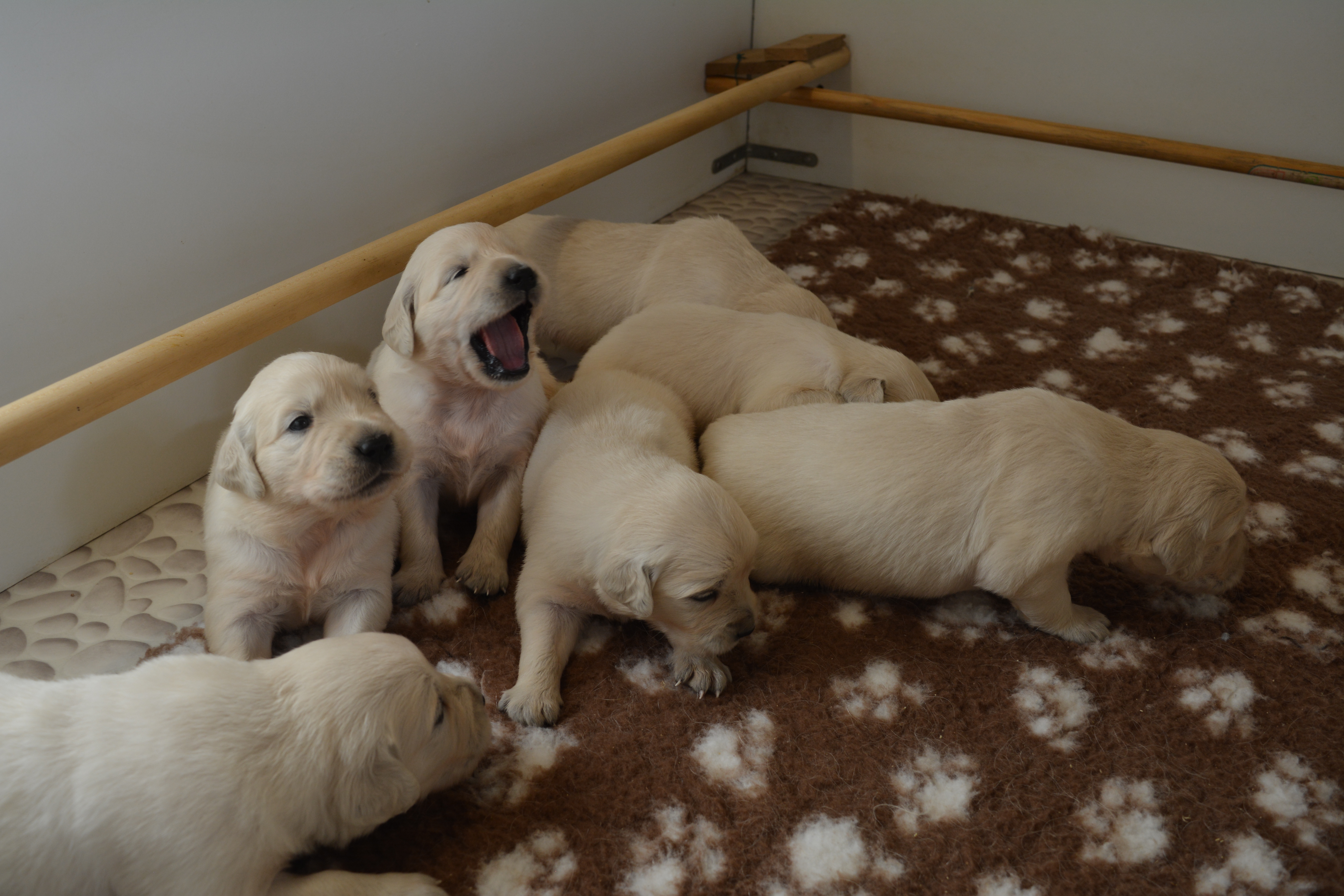 Les chiots à 20 jours