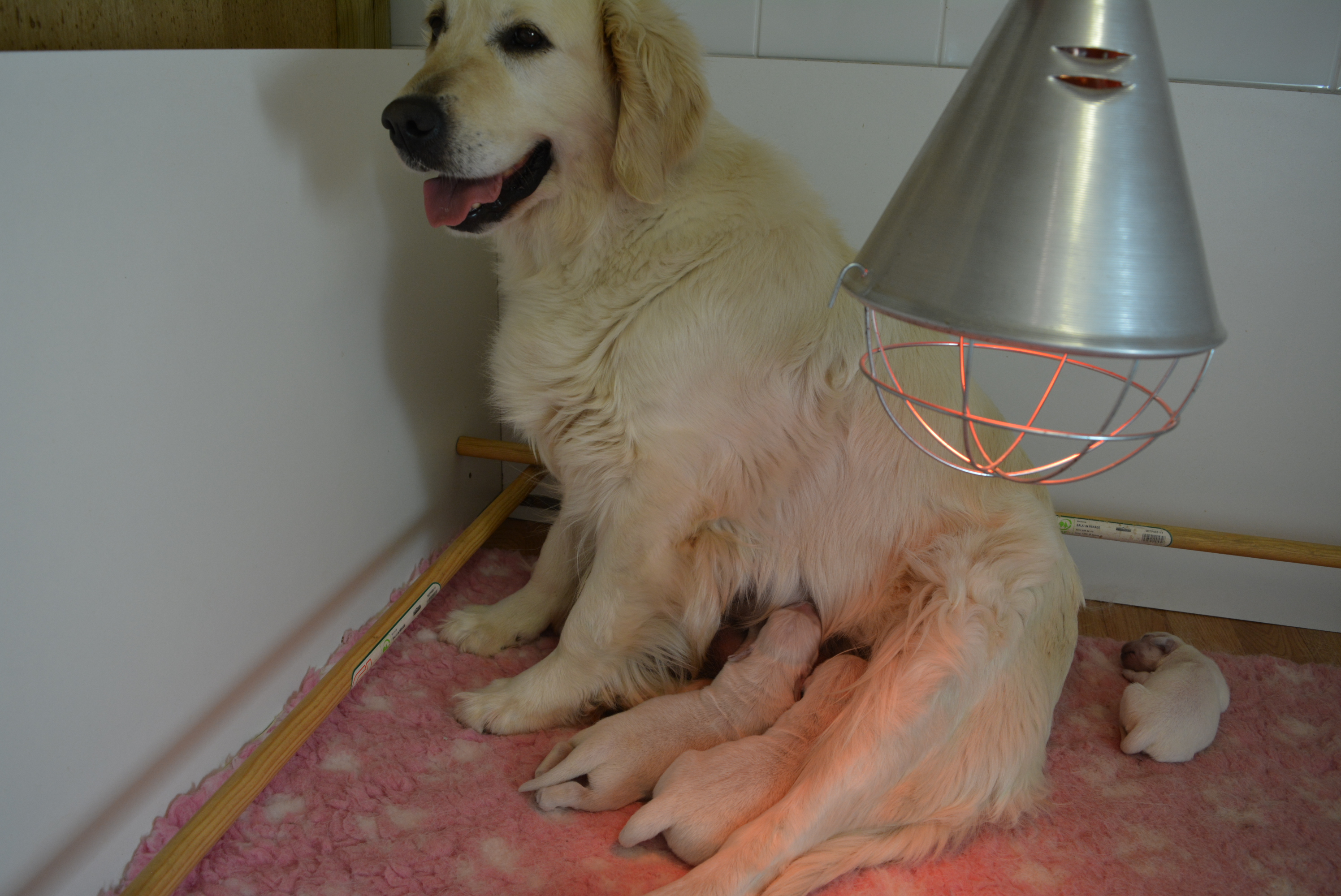 Les chiots à 4 jours