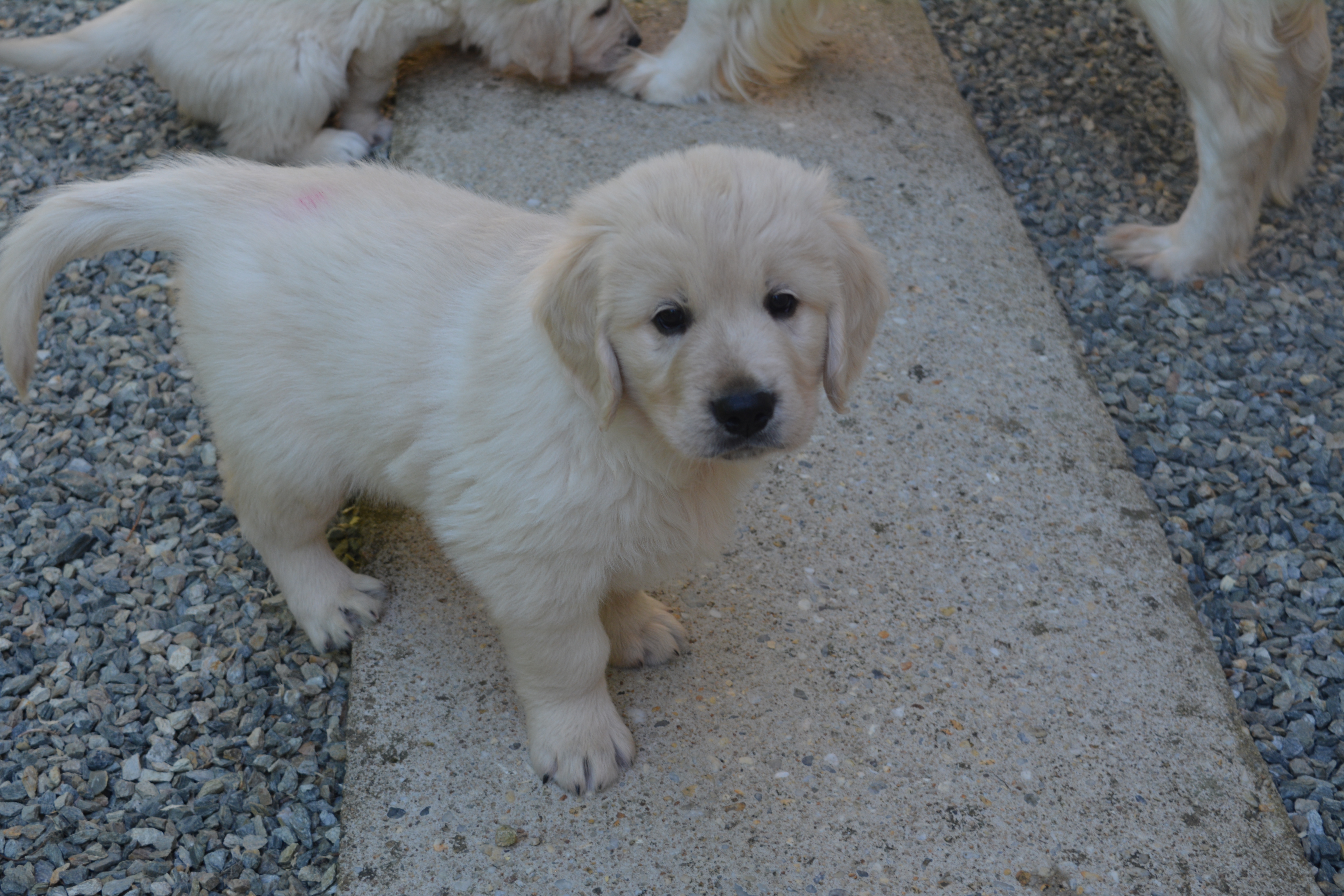 Les chiots à 7 semaines