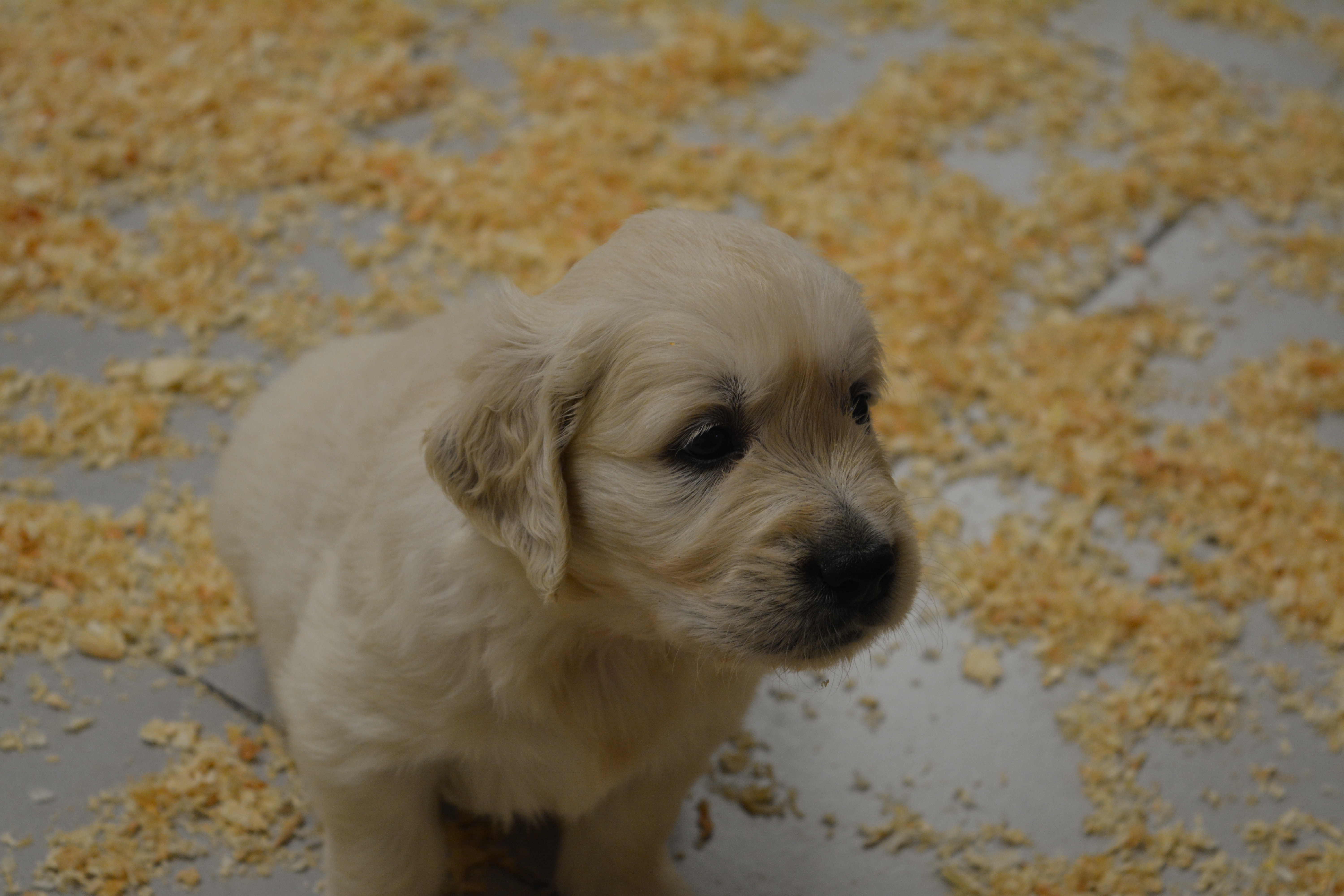 Les chiots à 37 jours