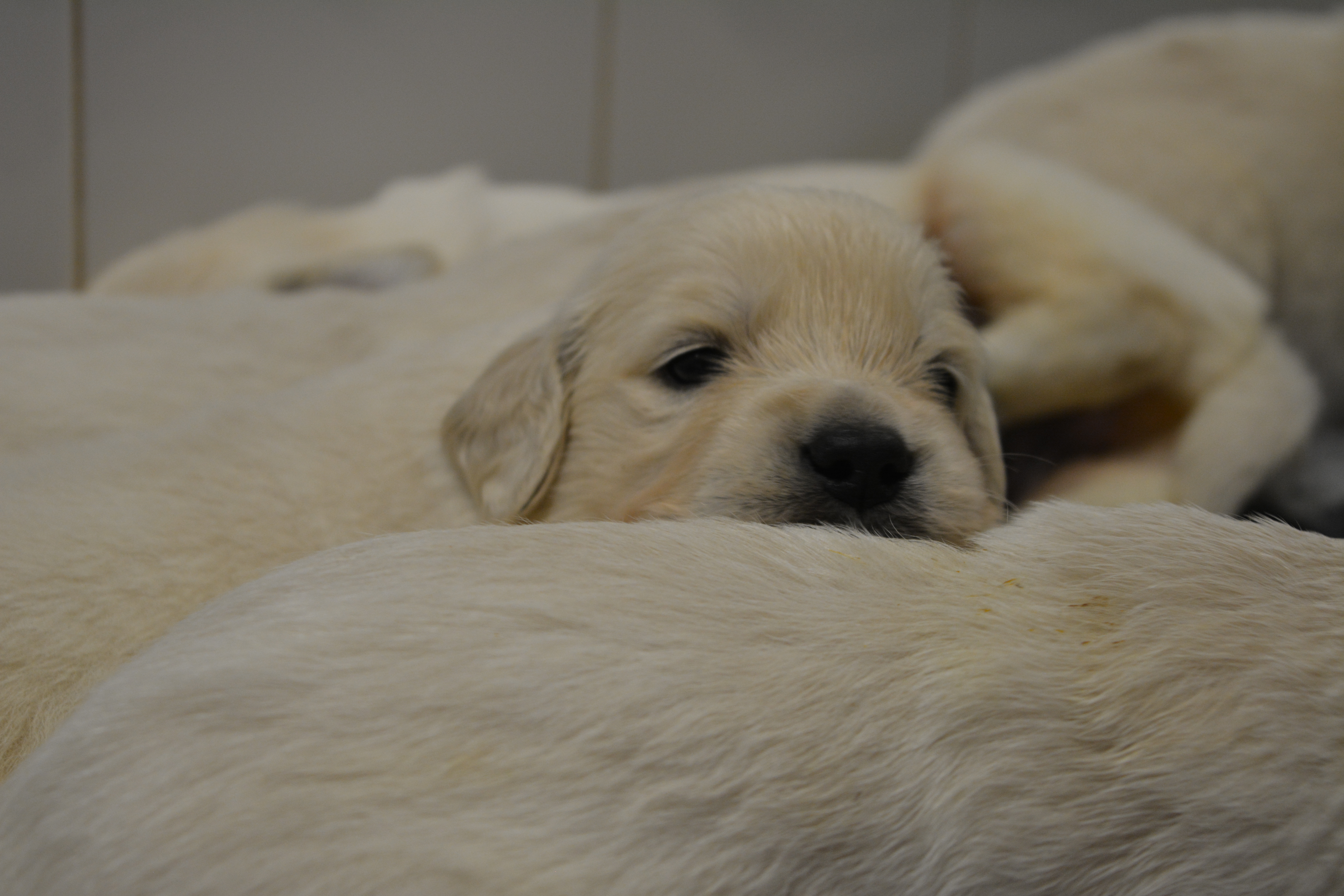 Les chiots à 23 jours
