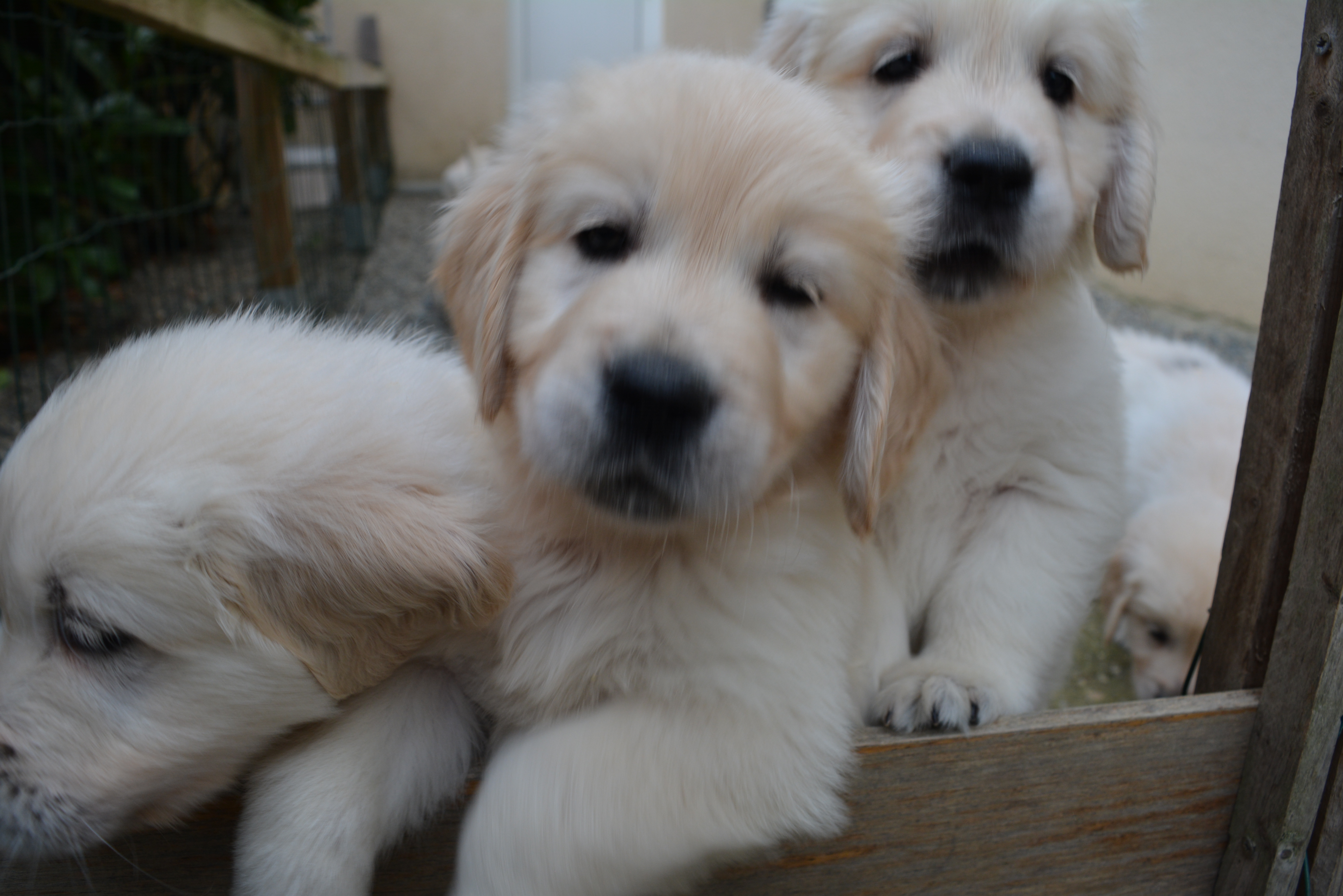 Les chiots à 51 jours
