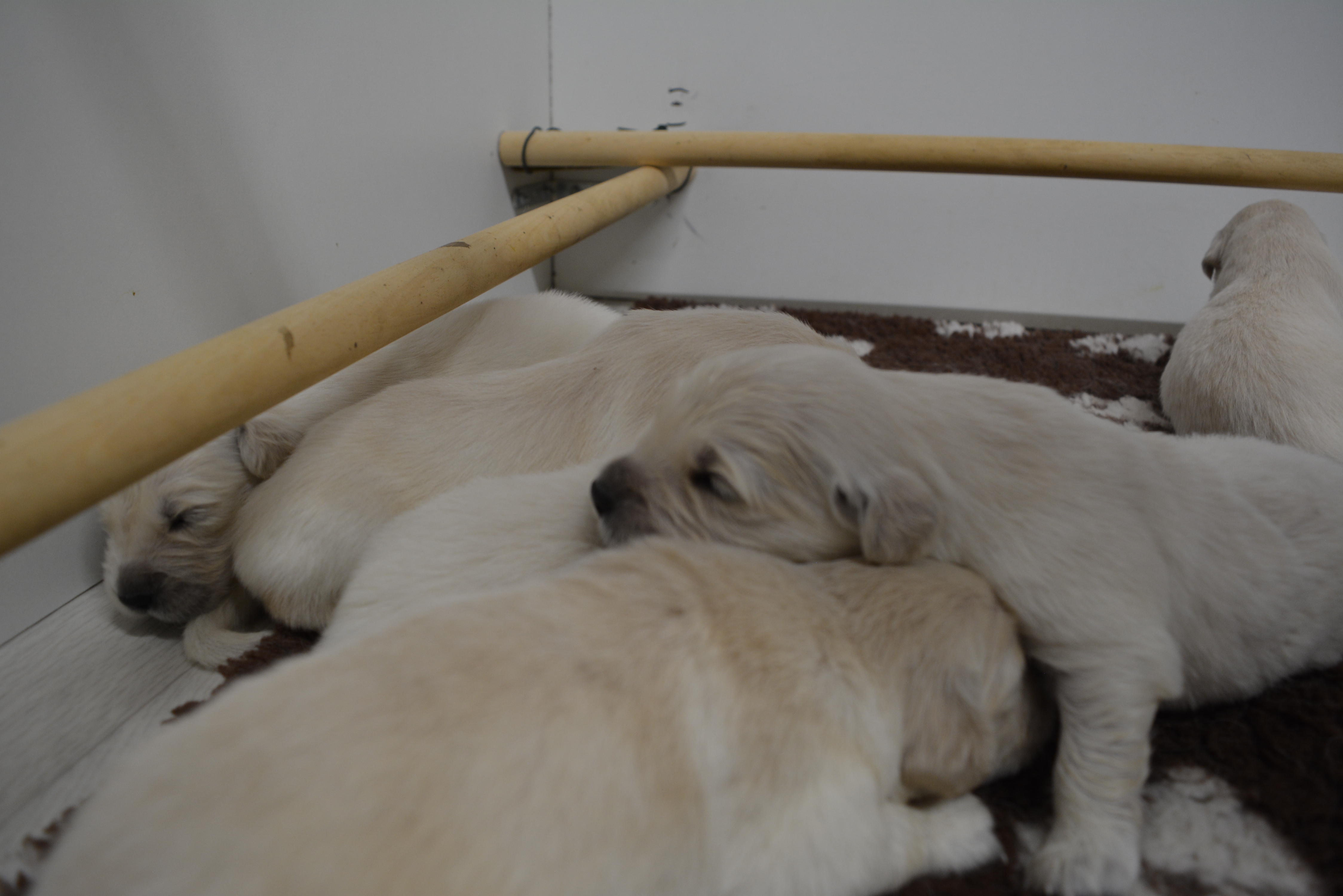 Les chiots à 16 jours