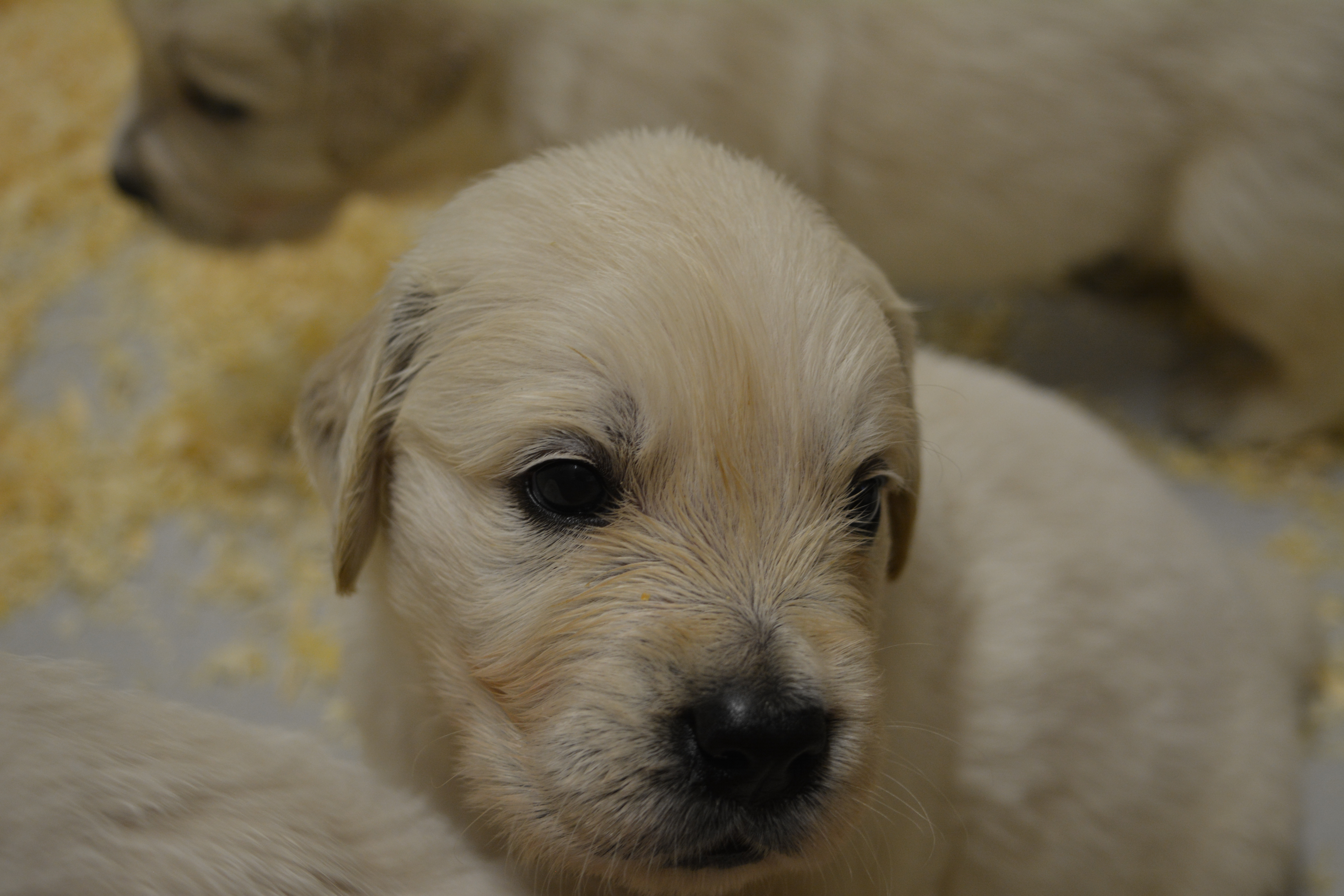 Les chiots à 30 jours