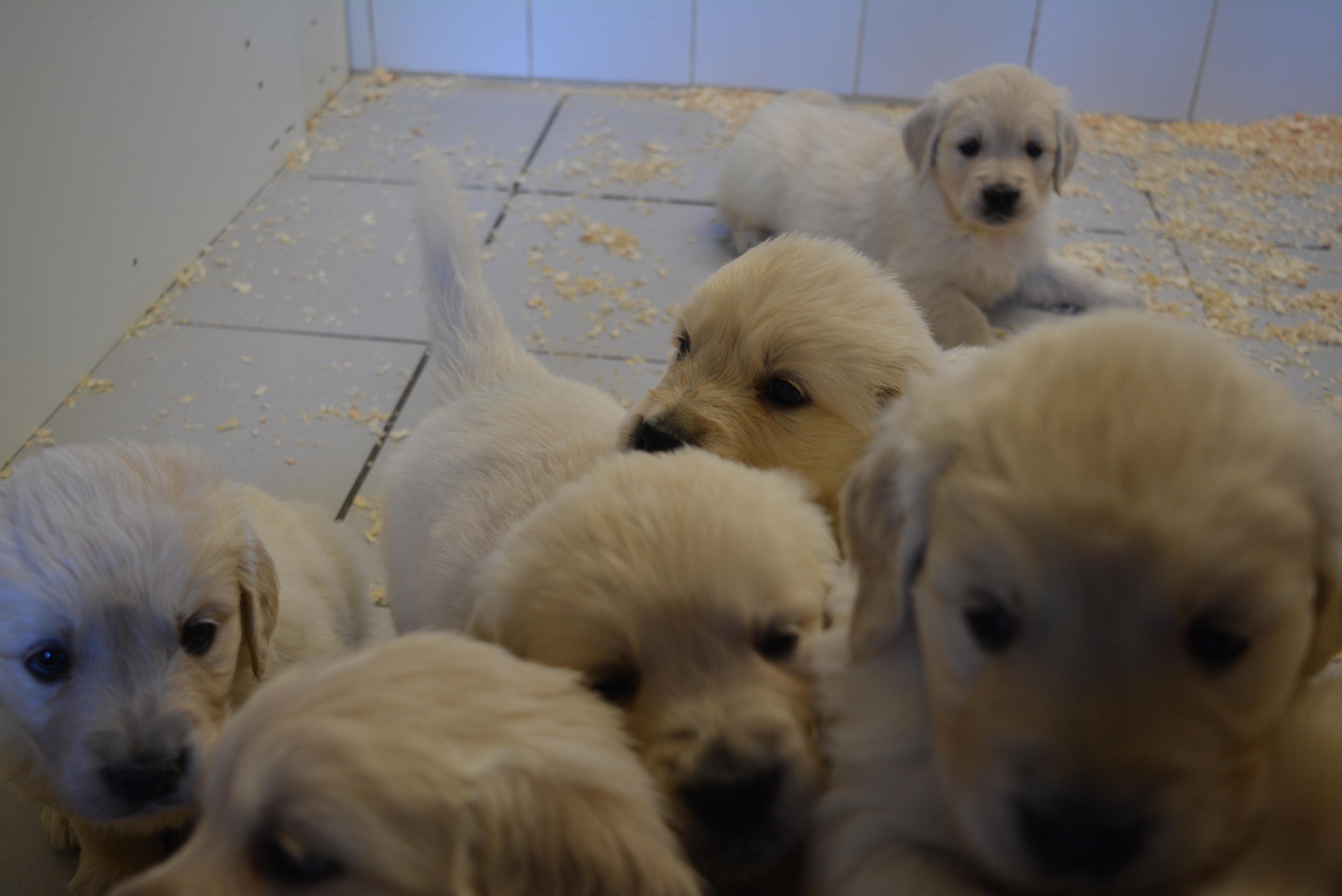 Les chiots à 39 jours