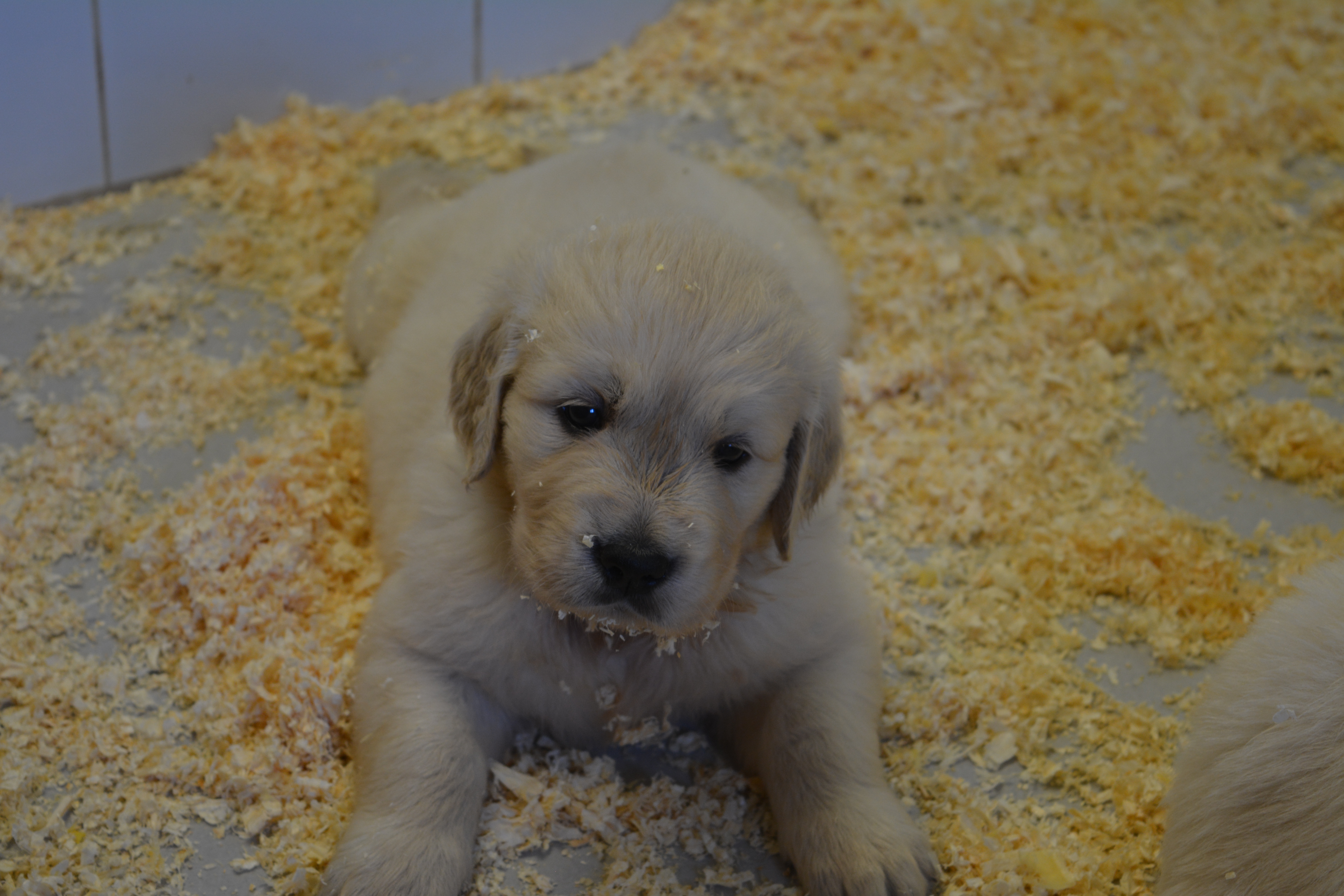 Les chiots à 34 jours