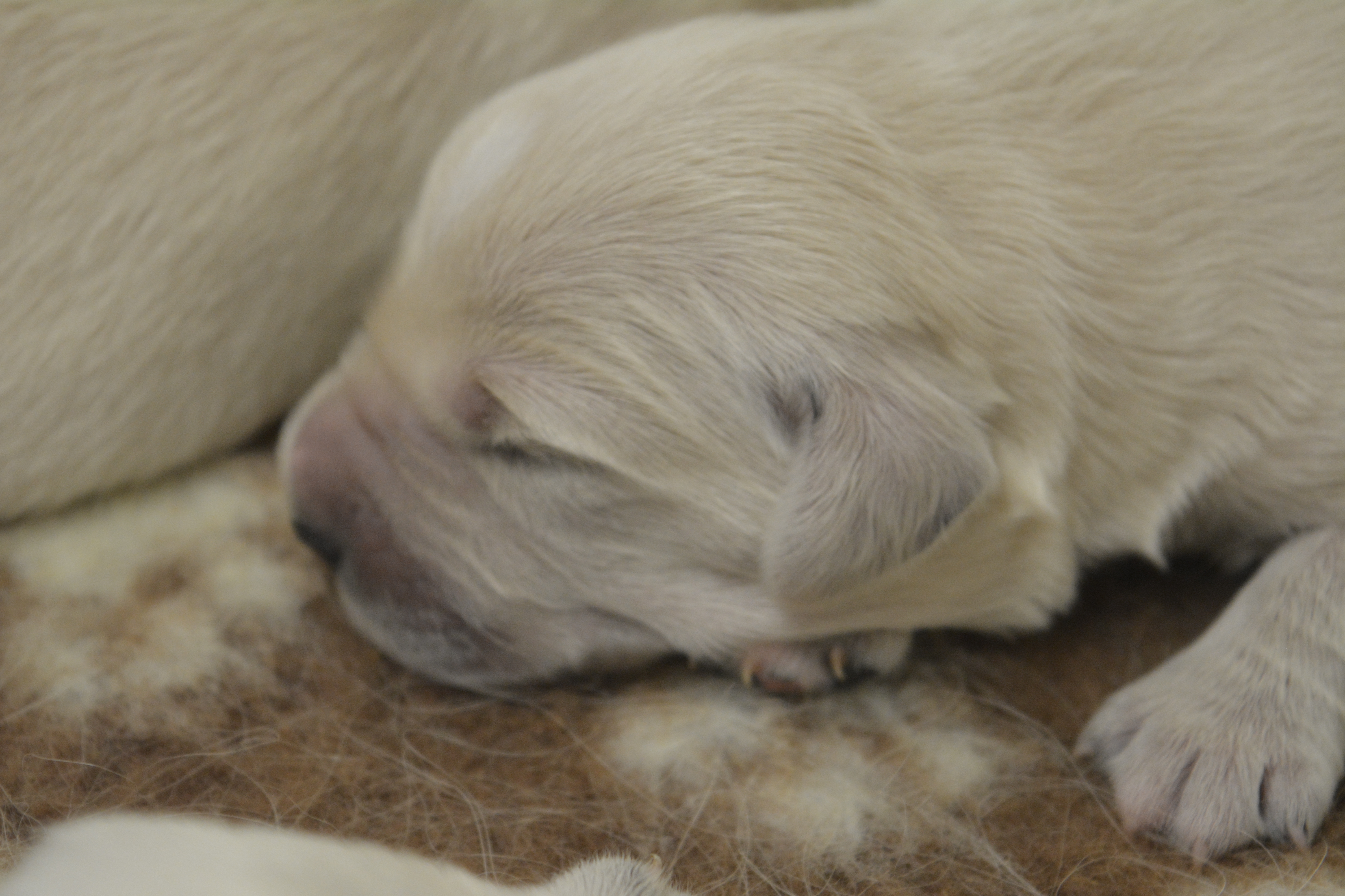 Les chiots à 8 jours