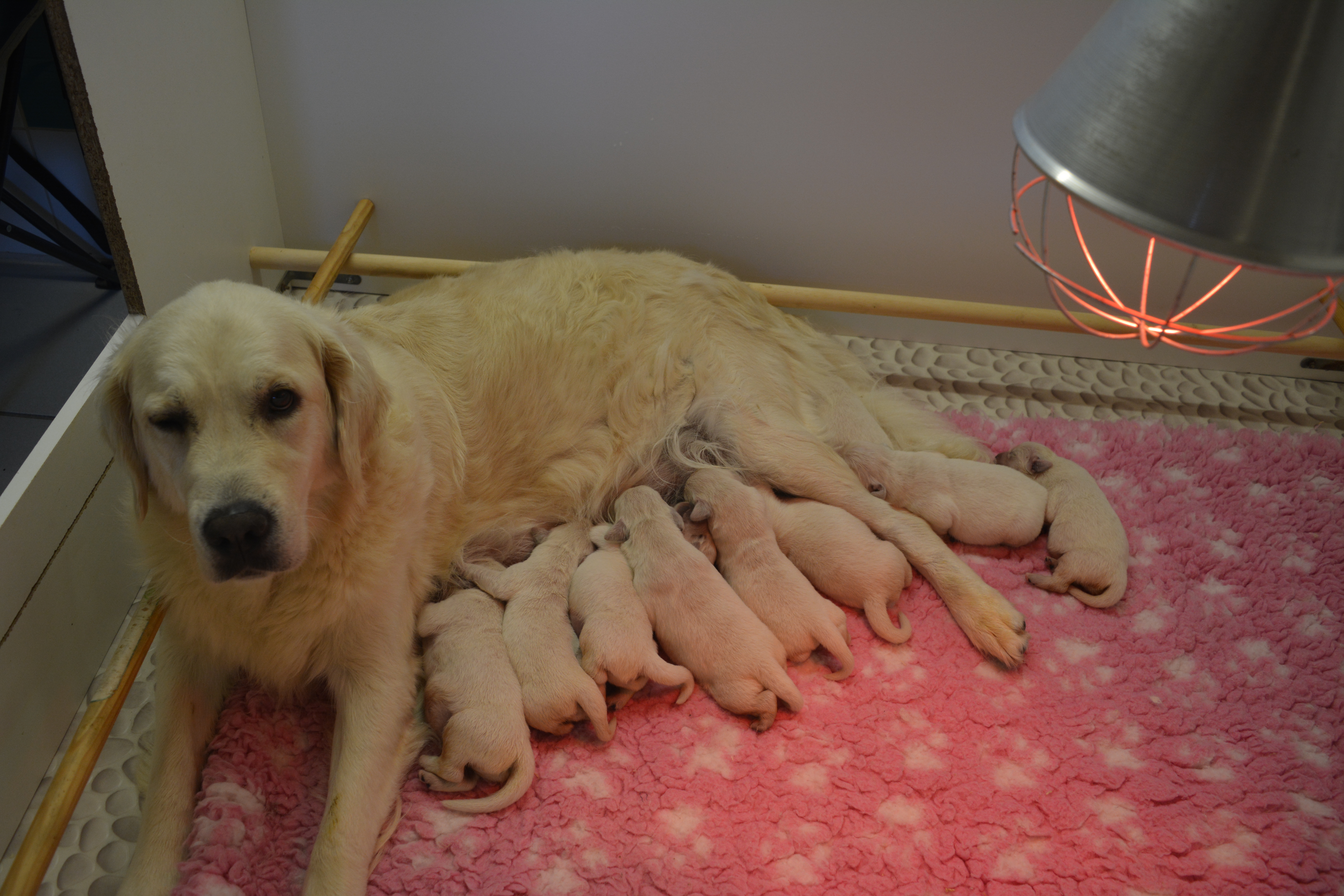 Les chiots à 5 jours