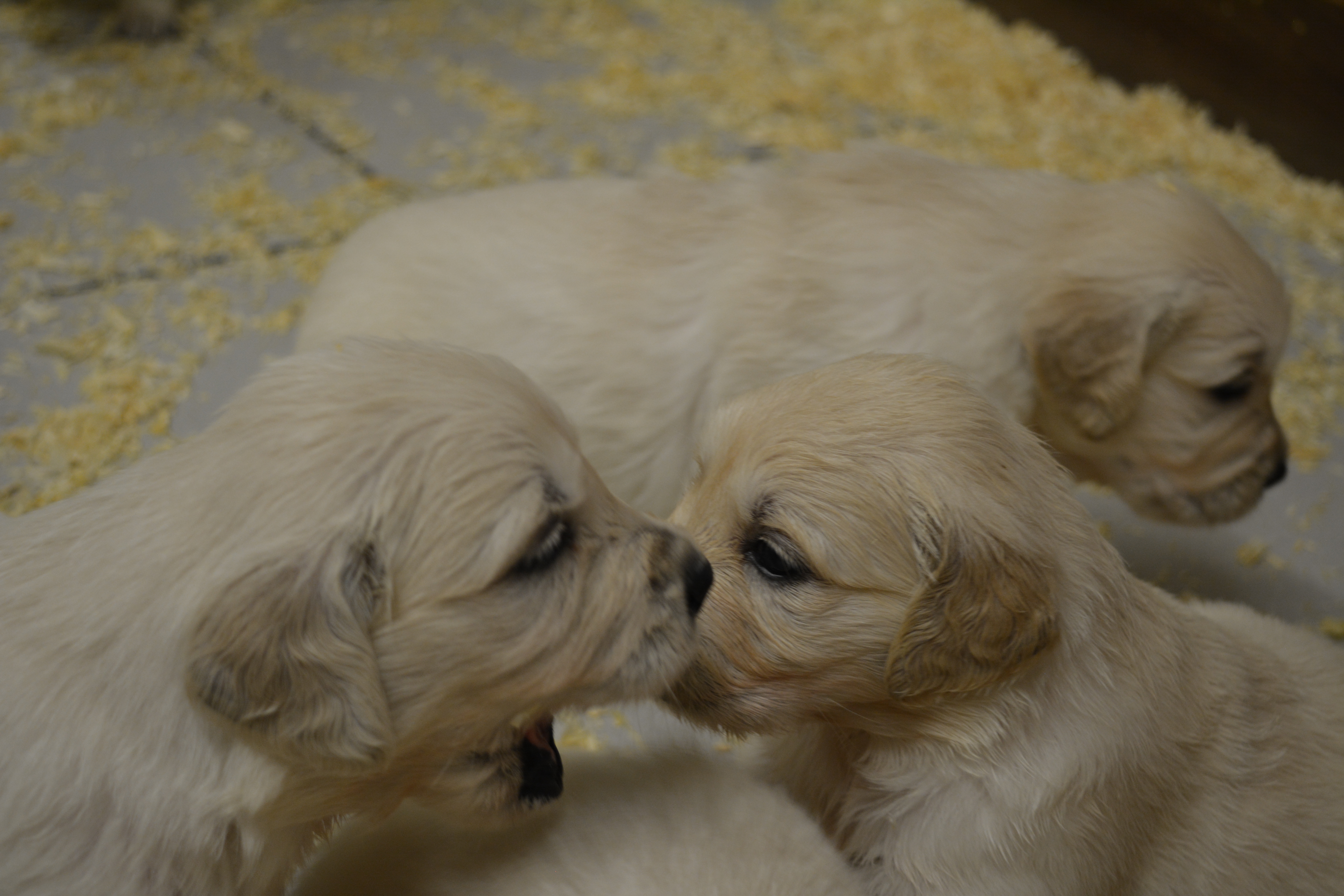 Les chiots à 30 jours