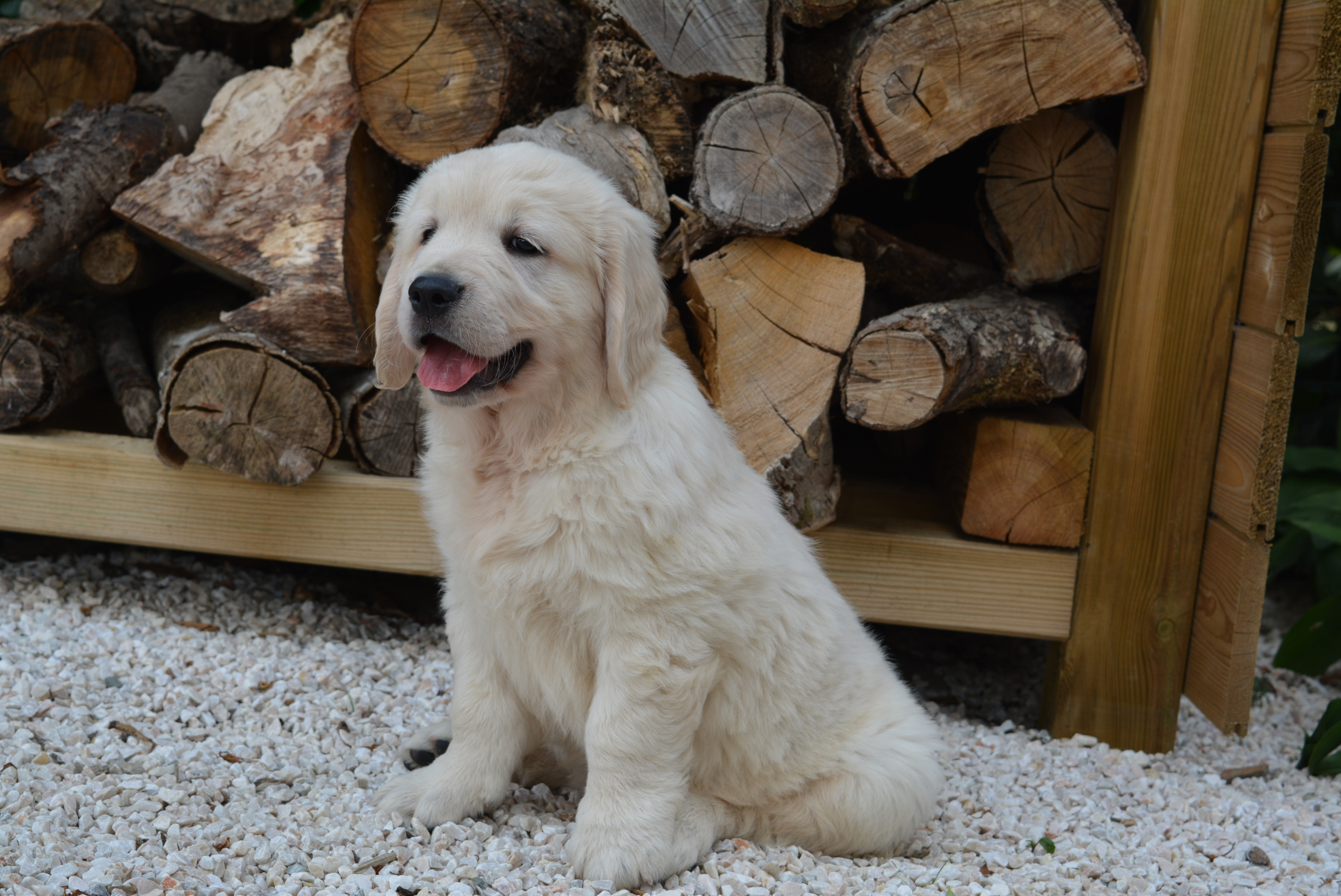 Les chiots à 53 jours