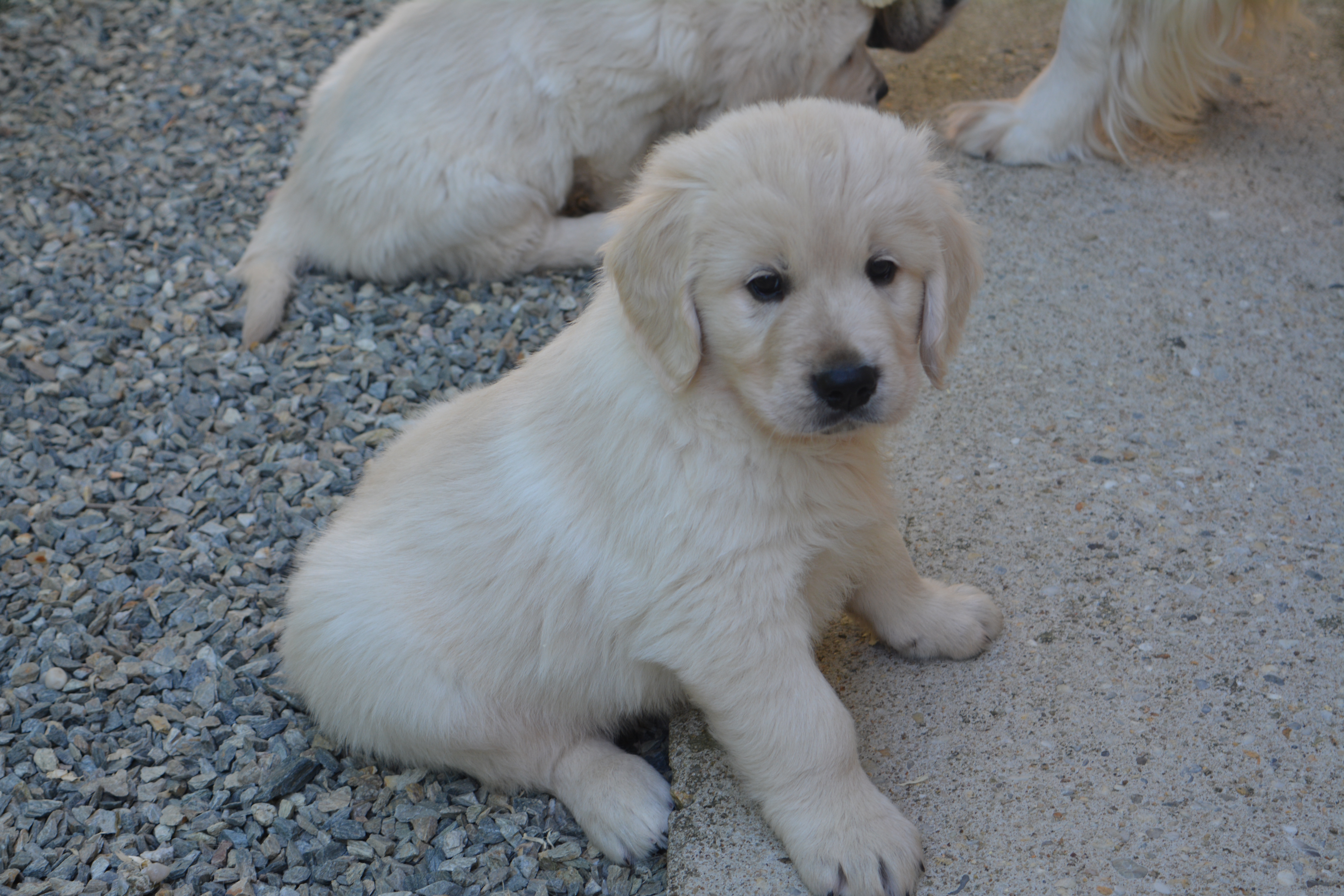 Les chiots à 7 semaines