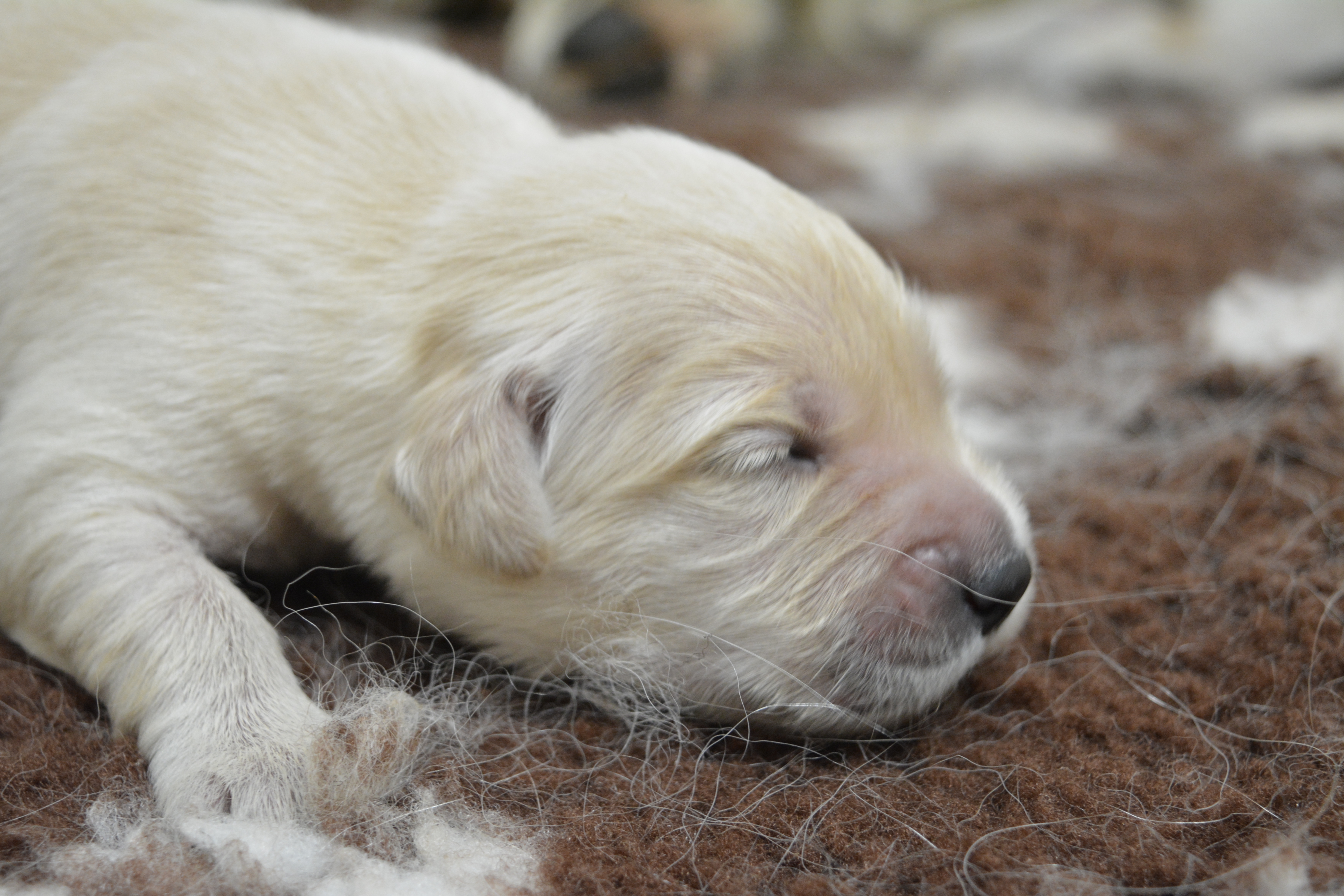 Les chiots à 8 jours