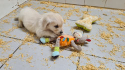 Les chiots à 6 semaines