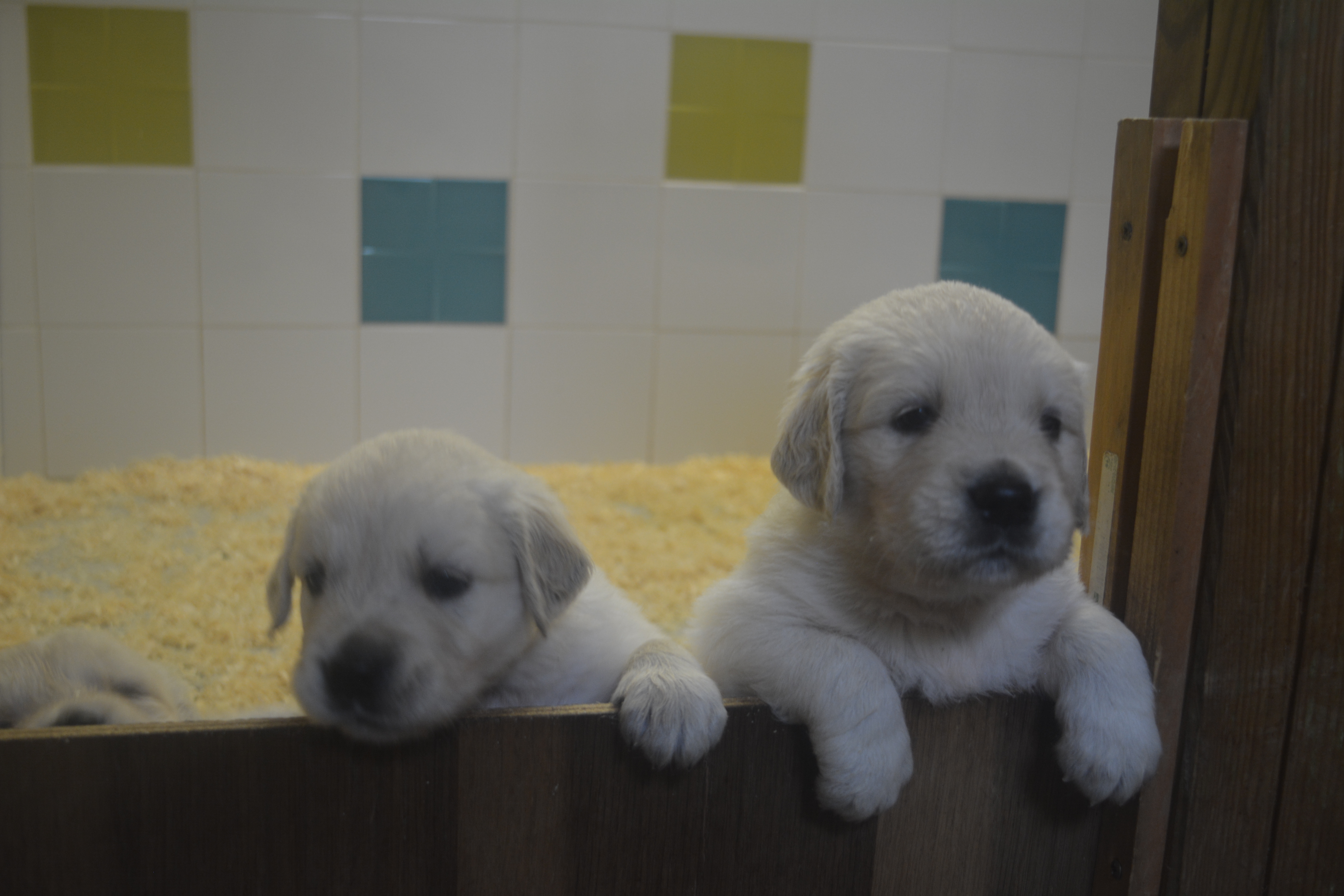 Les chiots à 4 semaines