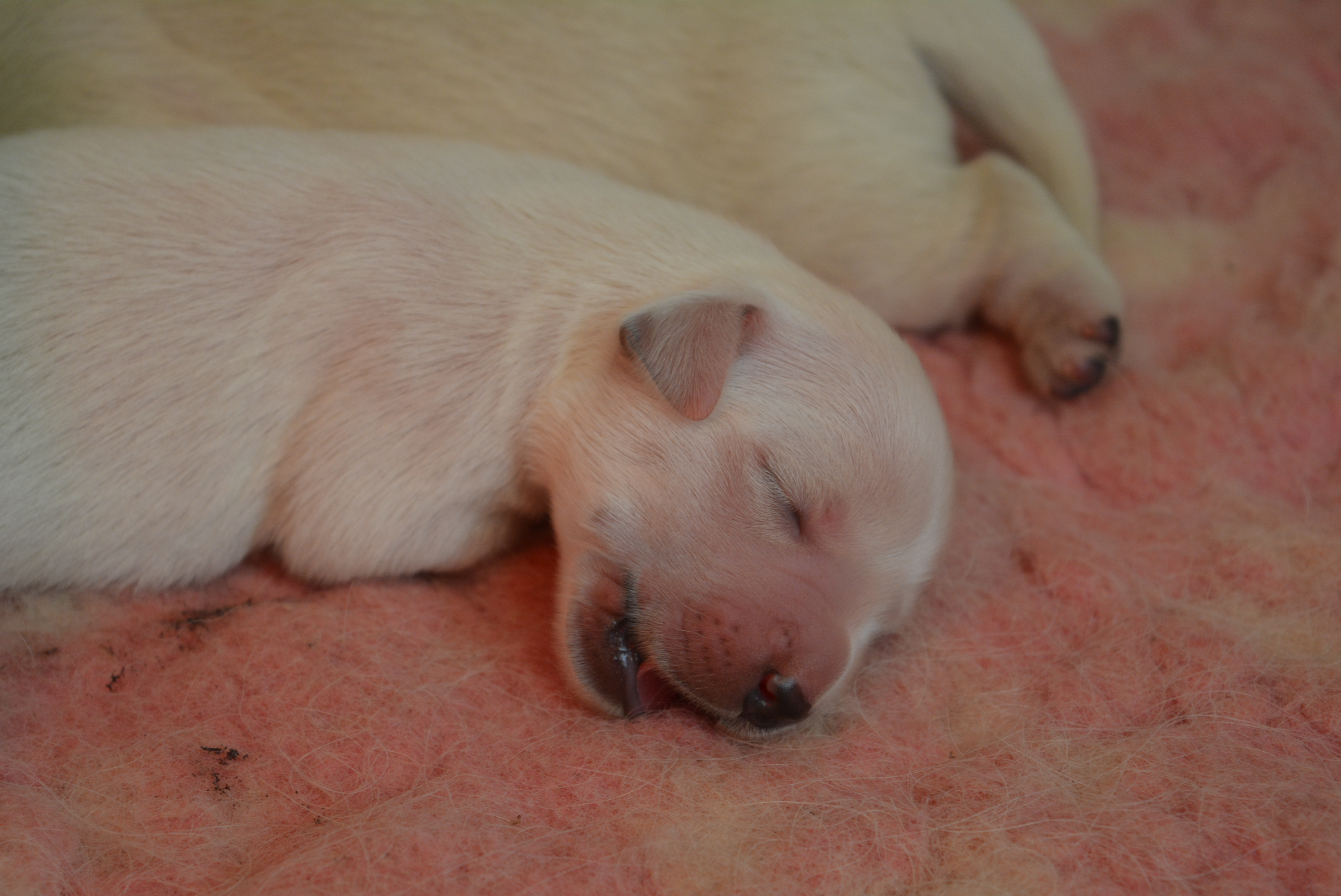 Les chiots à 4 jours