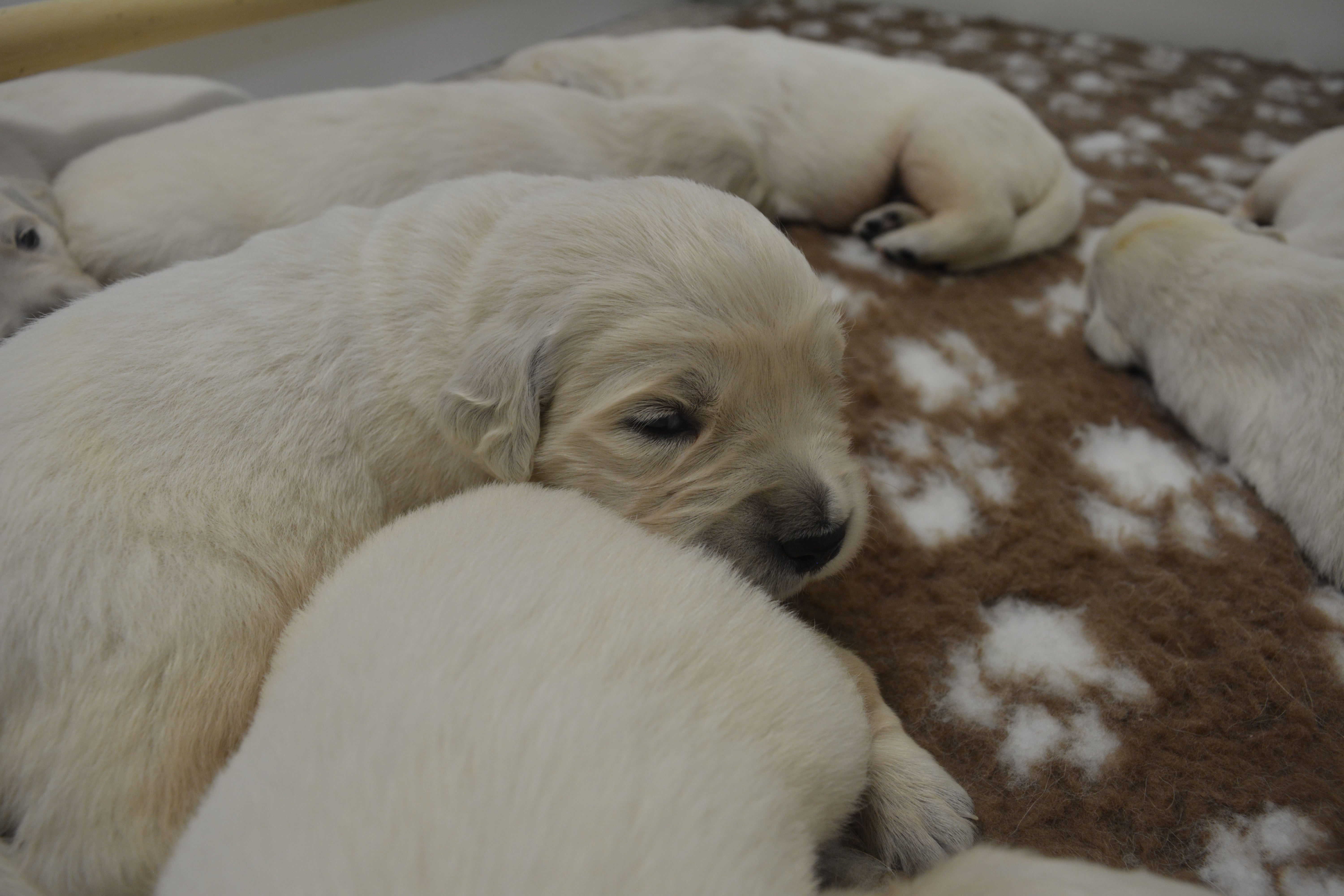 Les chiots à 15 jours