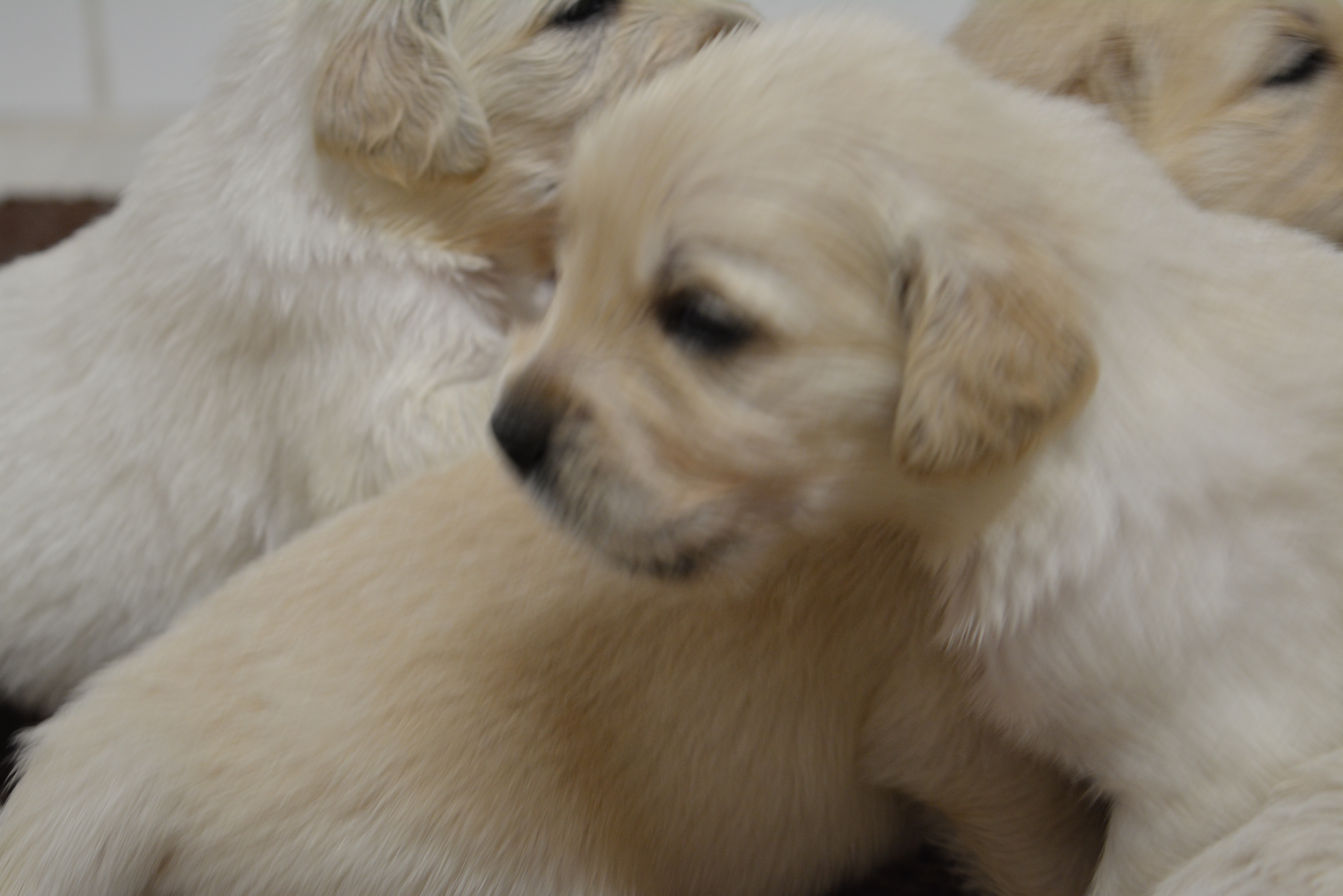 Les chiots à 23 jours