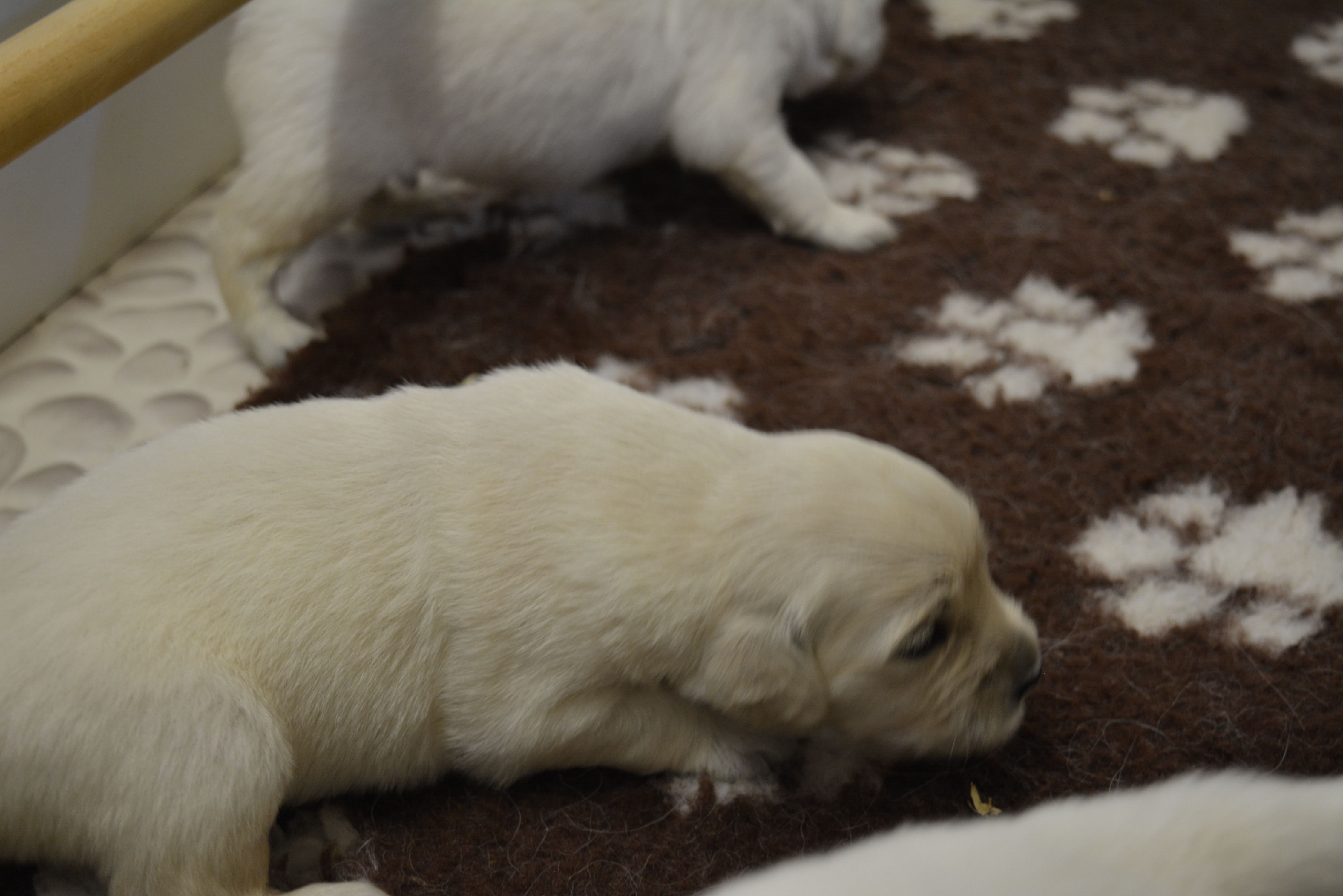 Les chiots à 18 jours