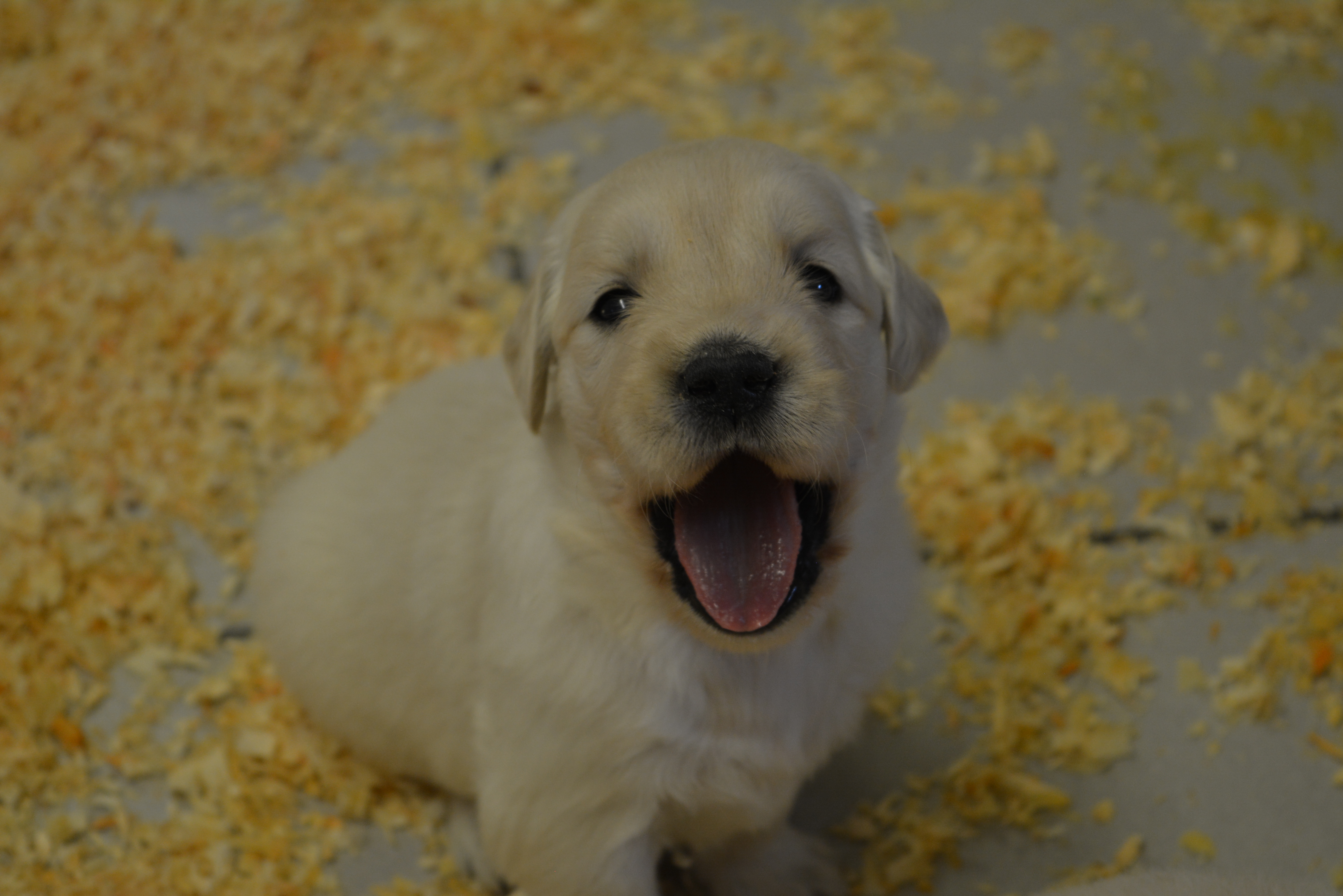 Les chiots à 25 jours