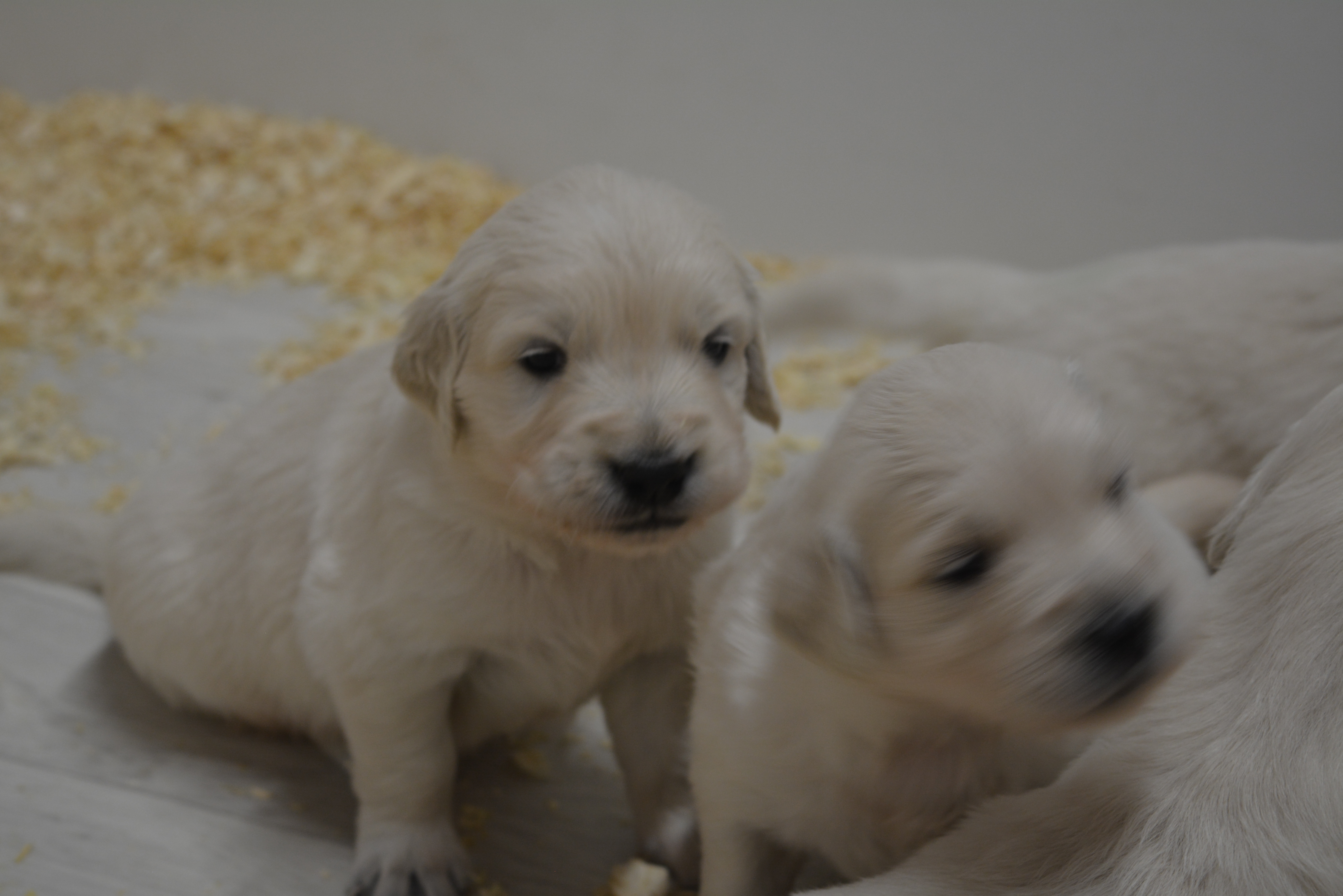 Les chiots à 23 jours