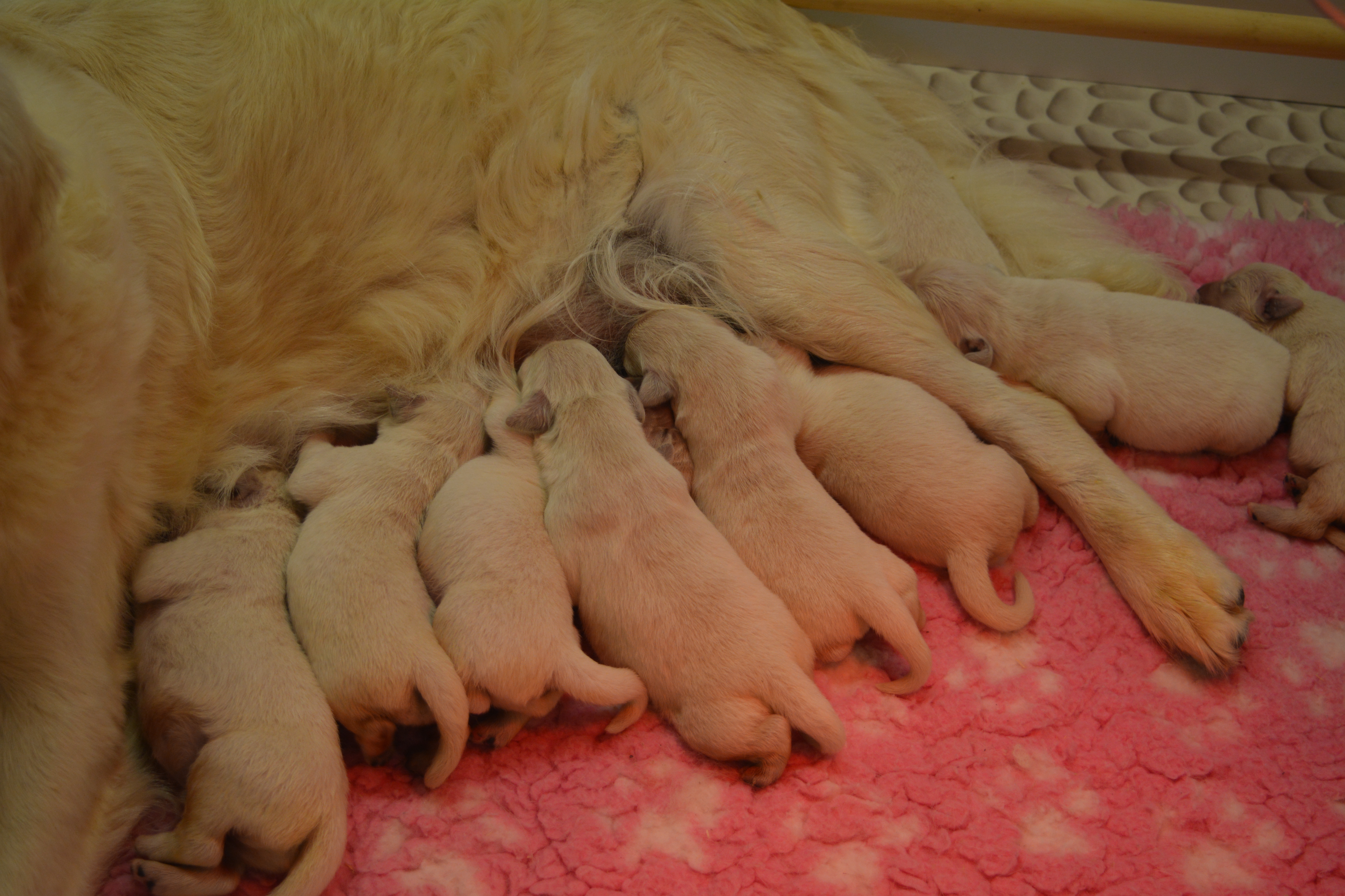 Les chiots à 5 jours