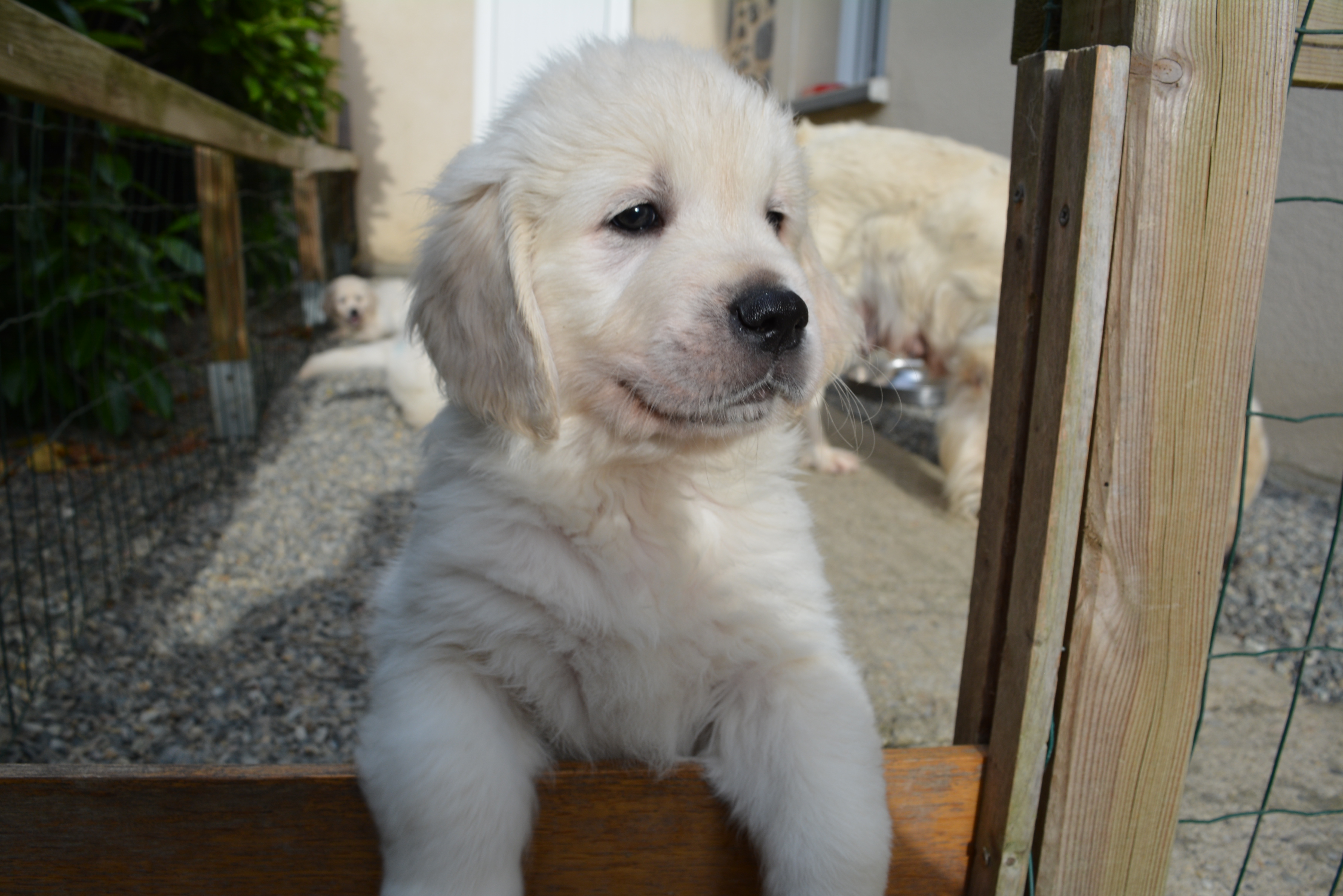Les chiots à 52 jours