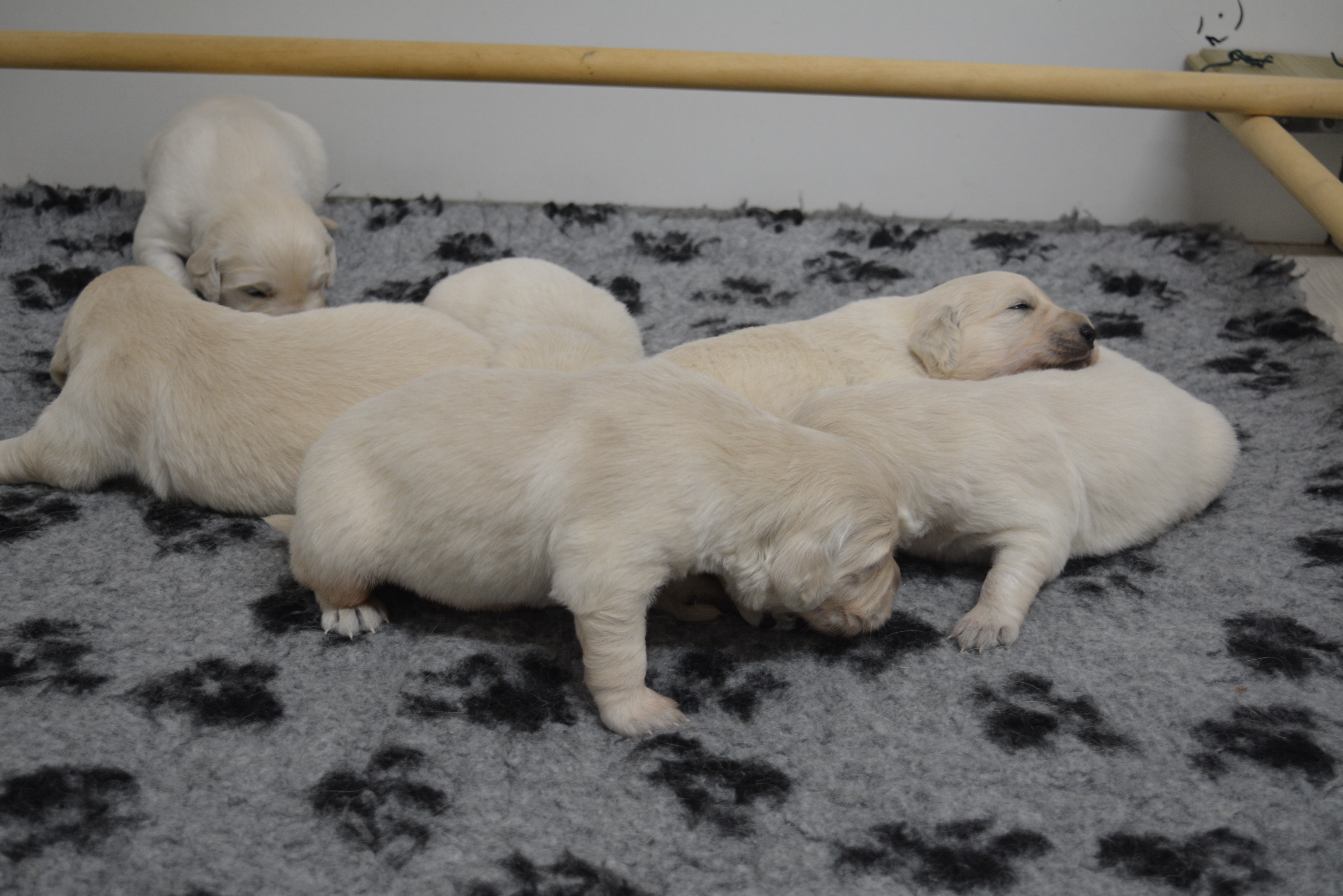 Les chiots à 16 jours