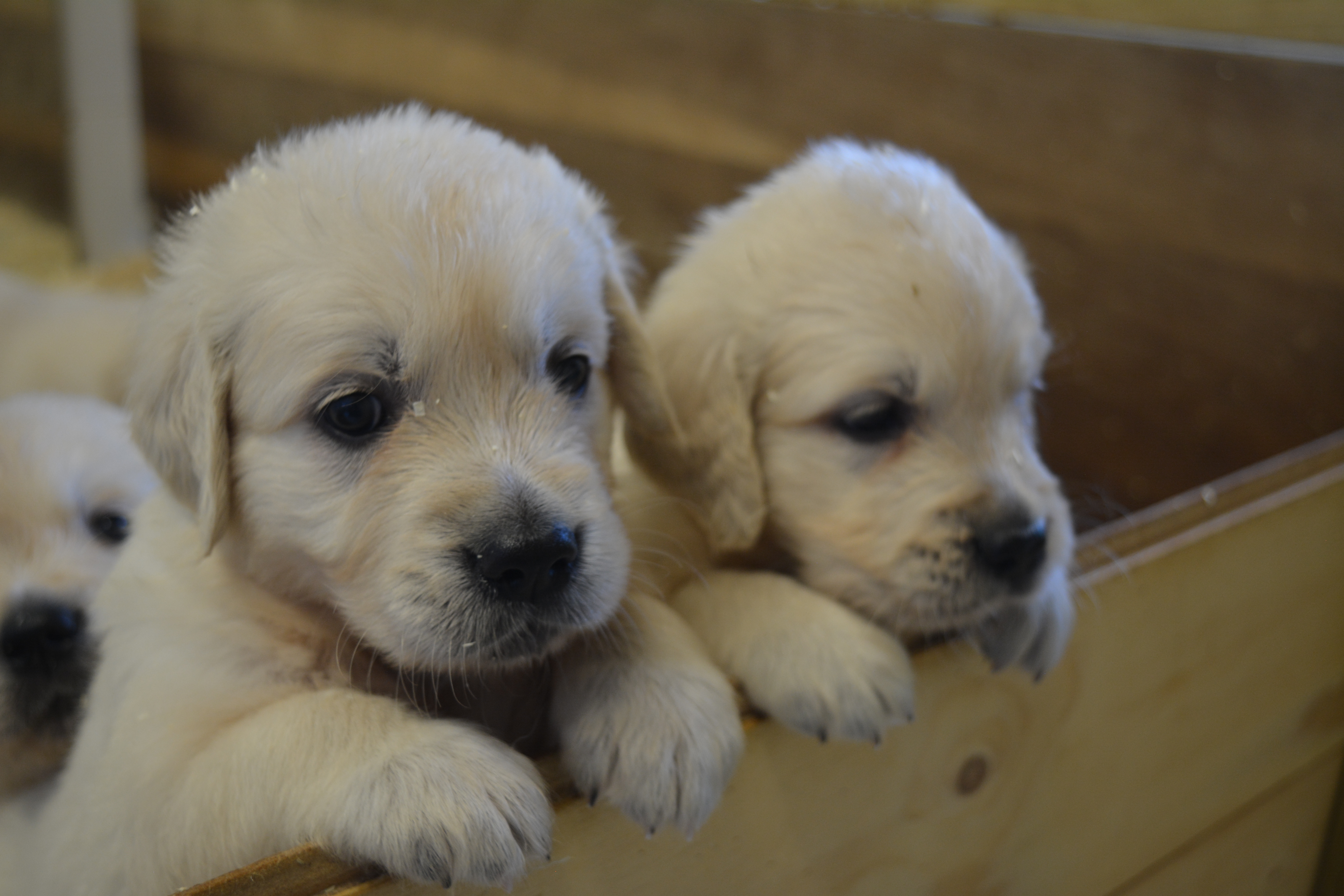 Les chiots à 34 jours