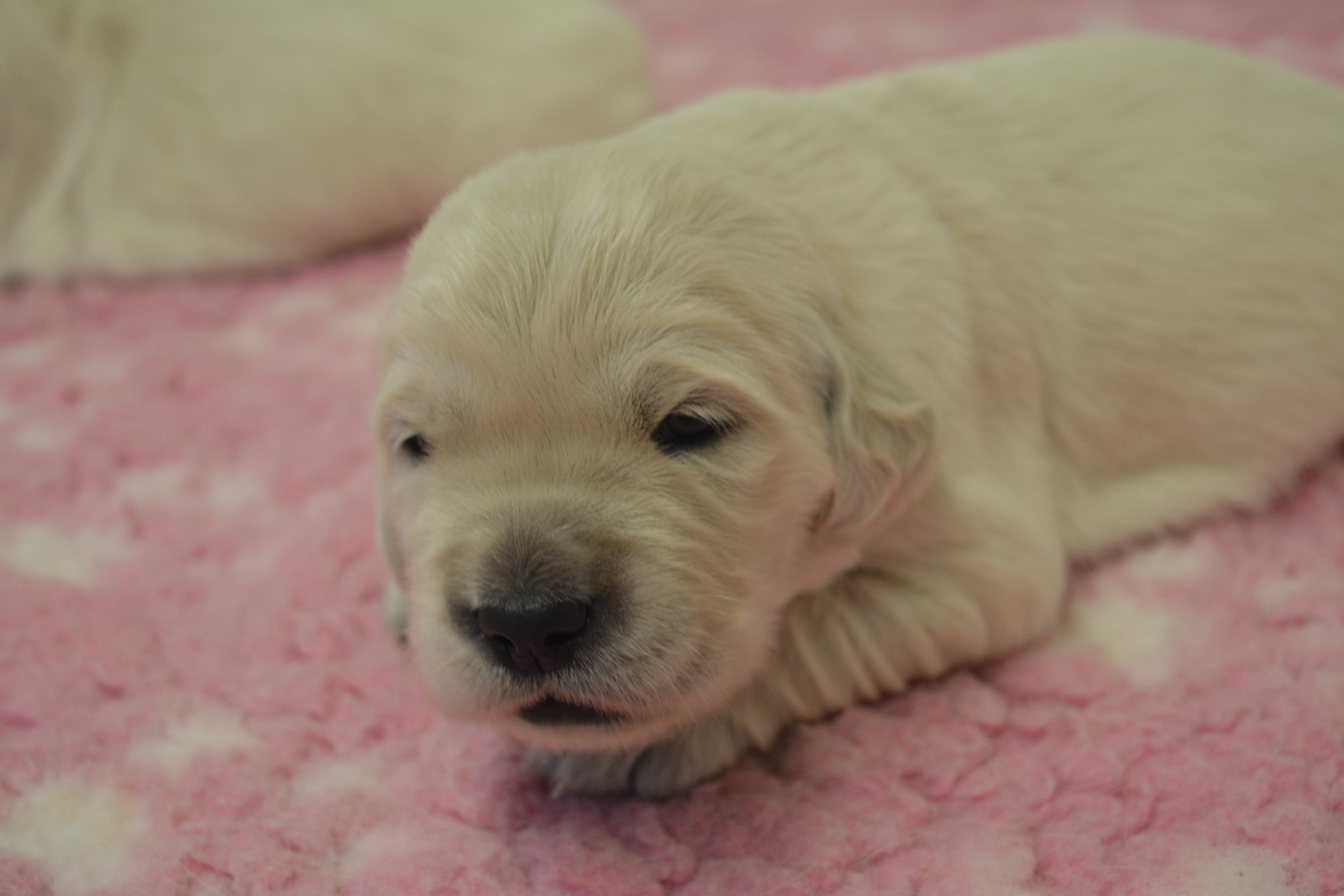 Les chiots à 15 jours