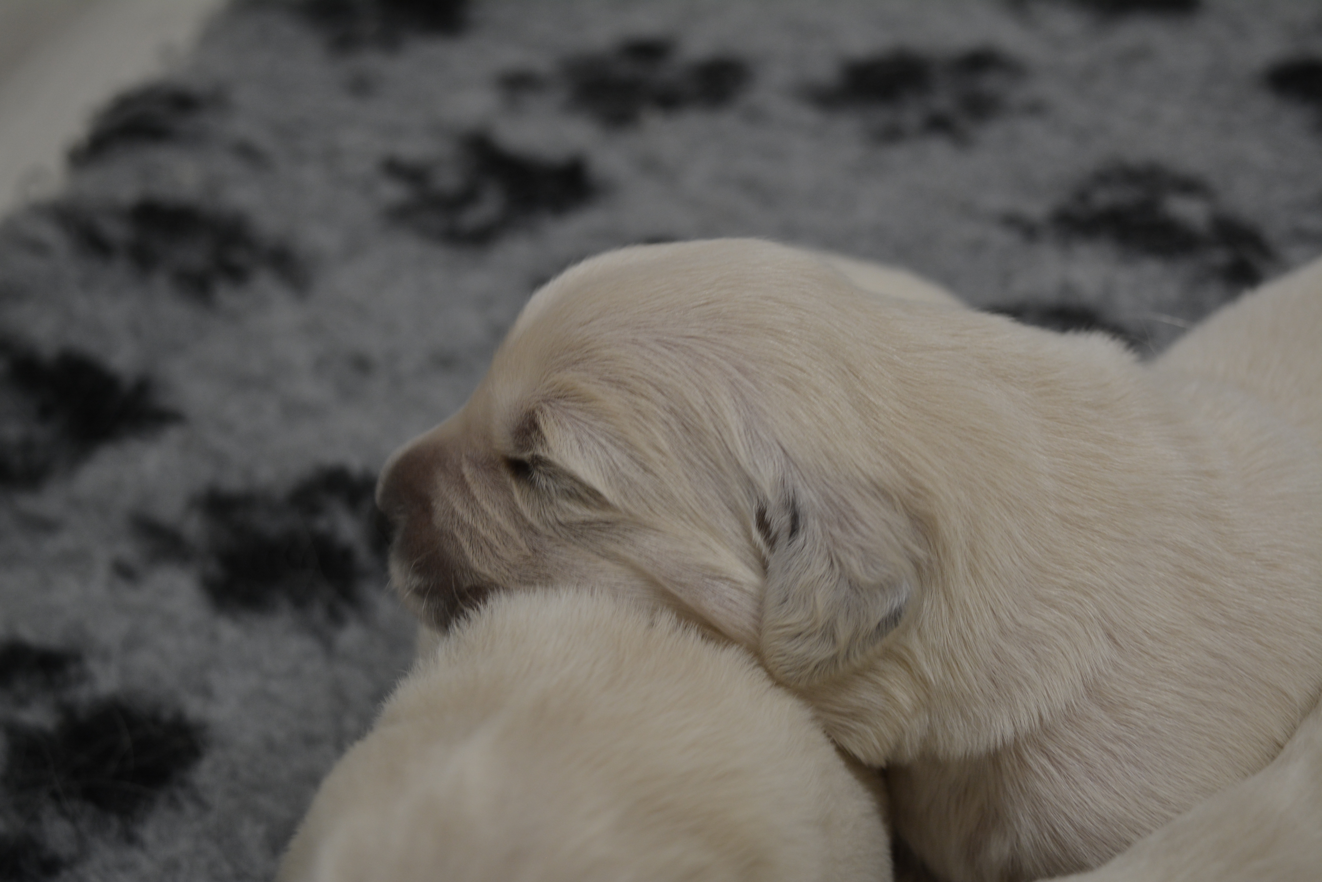 Les chiots à 10 jours