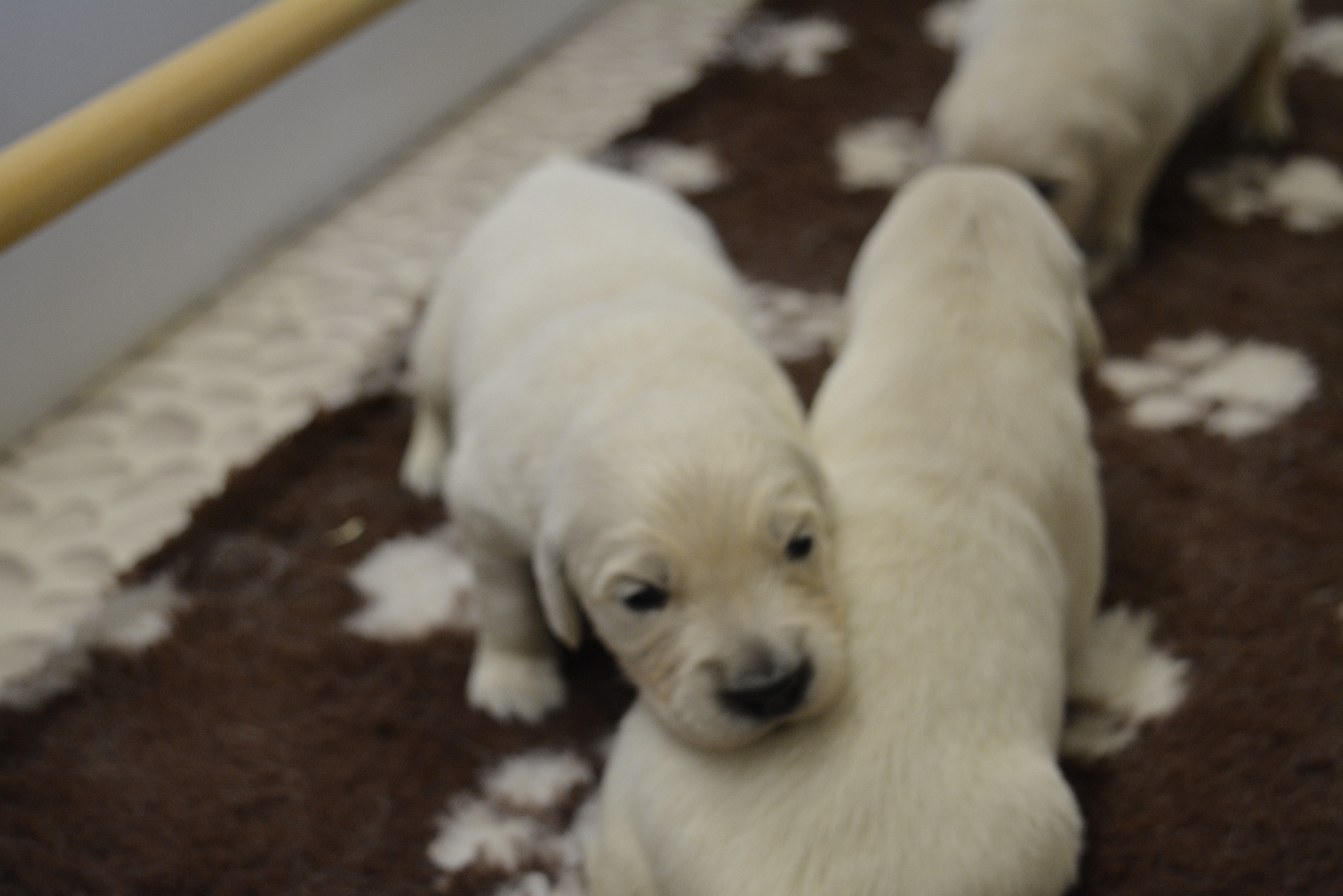 Les chiots à 18 jours